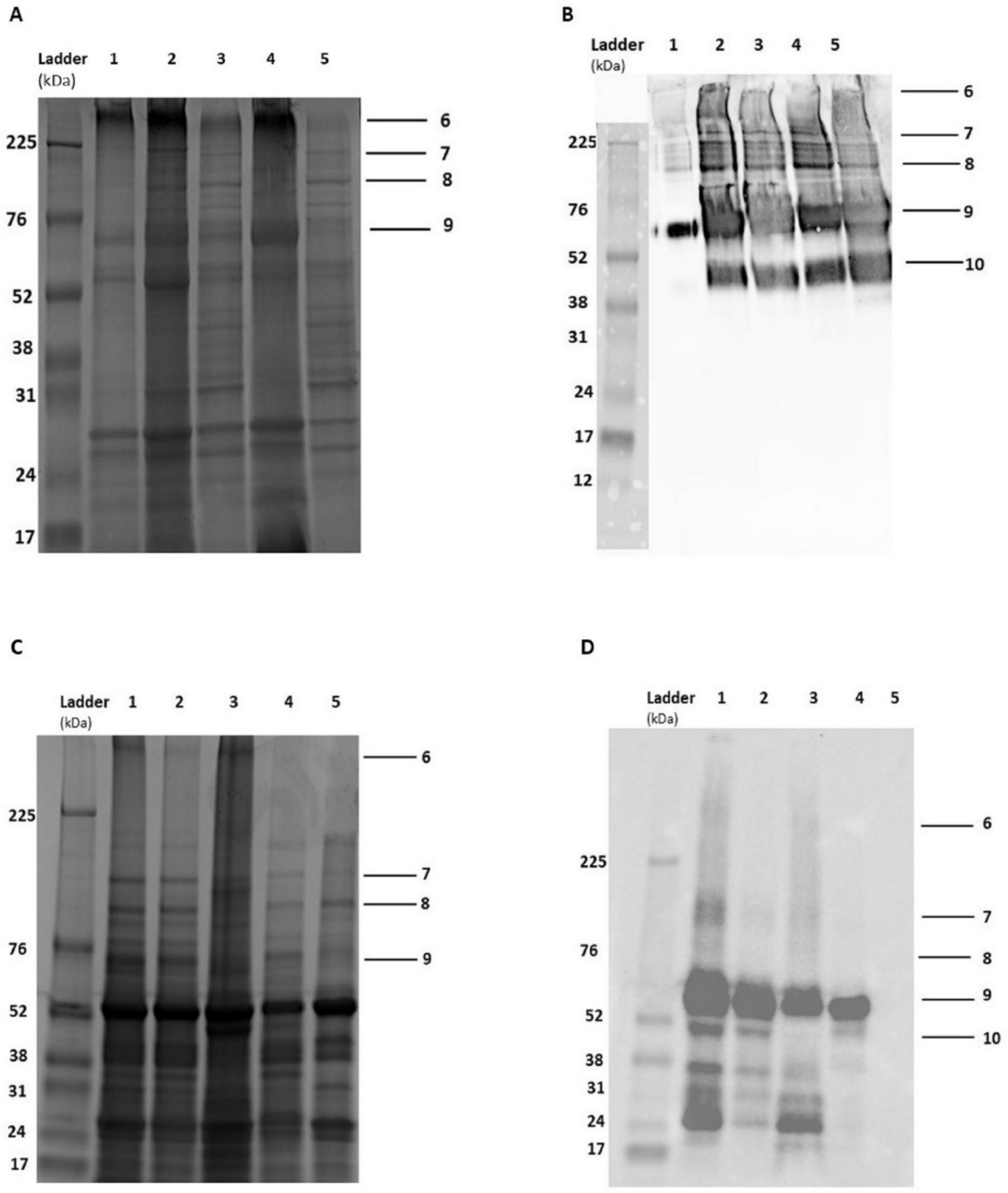 Vetsci 11 00093 g001