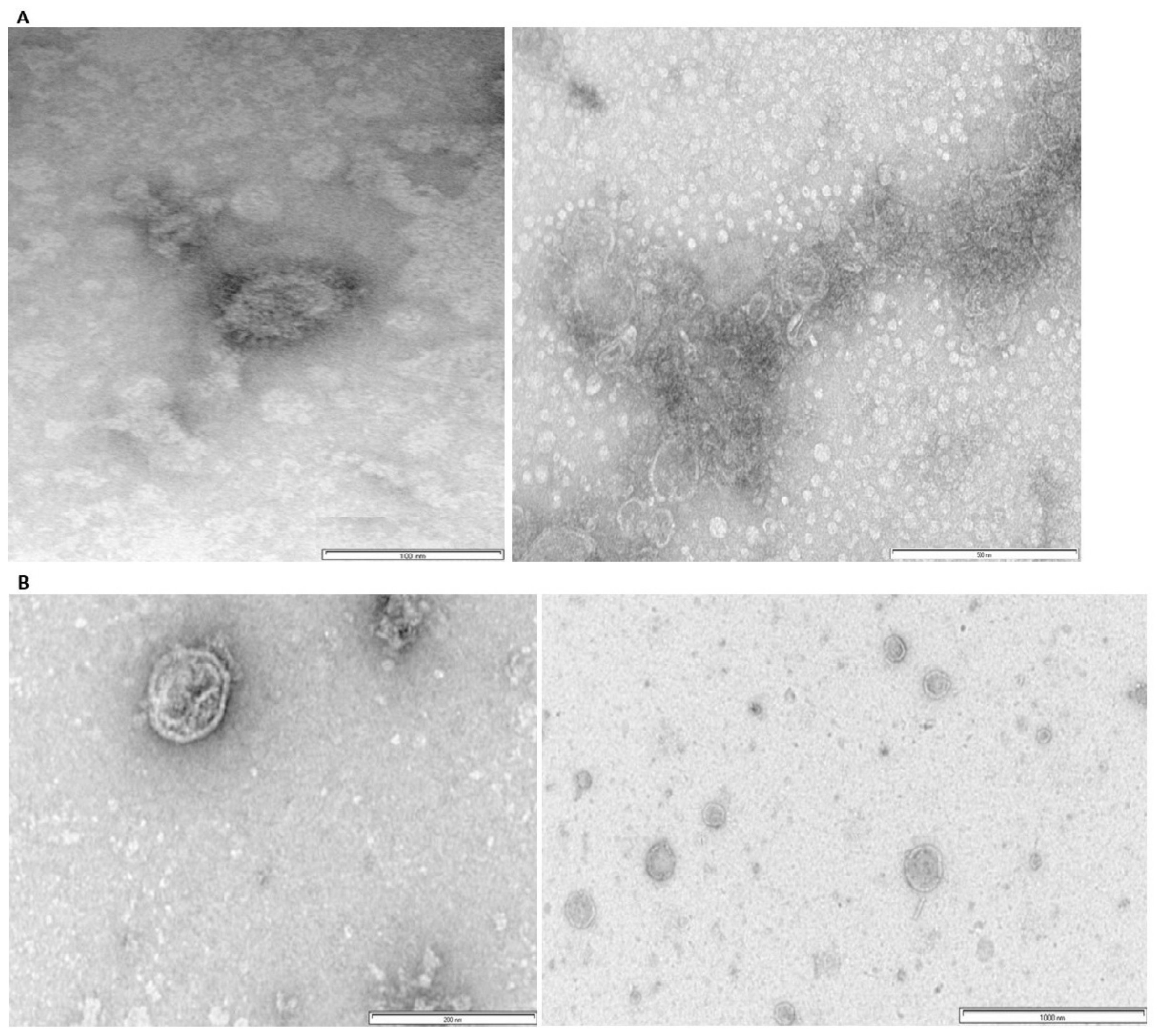 Vetsci 11 00093 g002