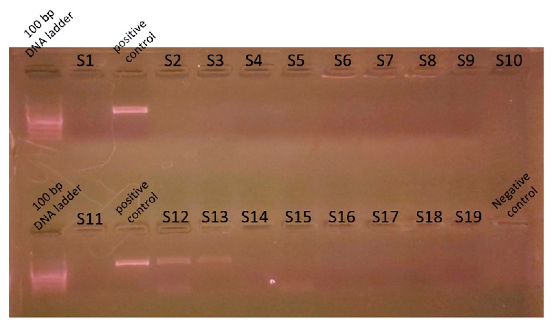 Vetsci 11 00096 g002 Vetsci 11 00096 g002