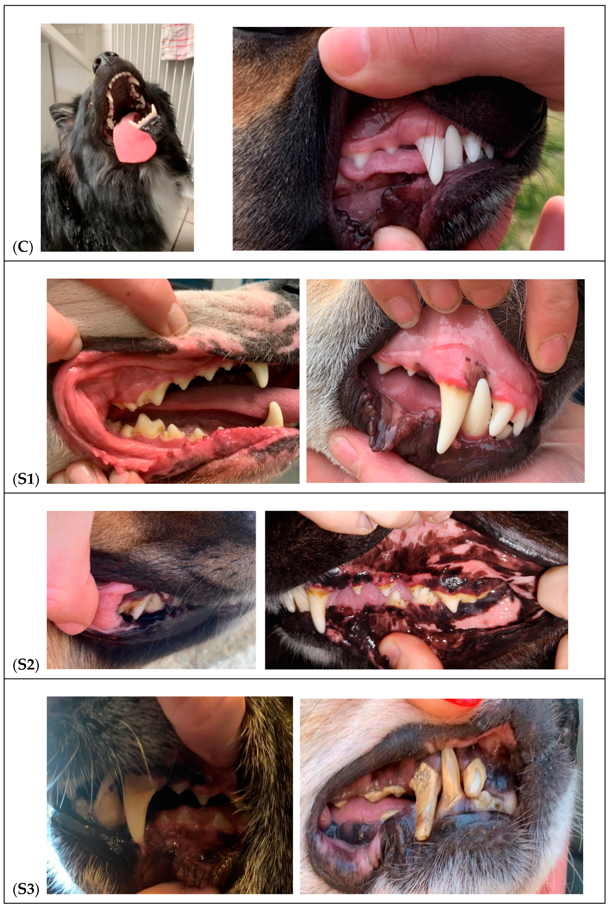 Vetsci 11 00099 g001