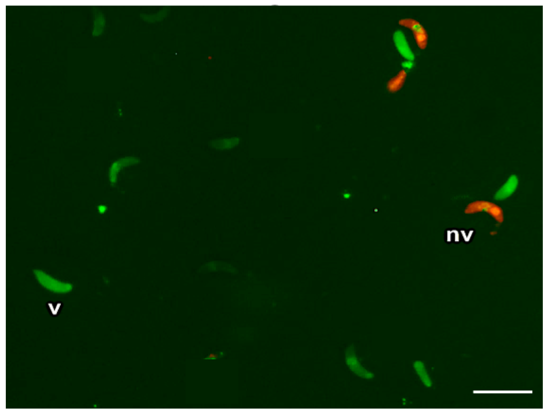 Vetsci 11 00103 g002 Vetsci 11 00103 g002