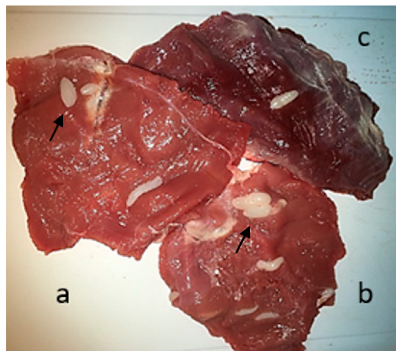 Vetsci 11 00103 g003 Vetsci 11 00103 g003