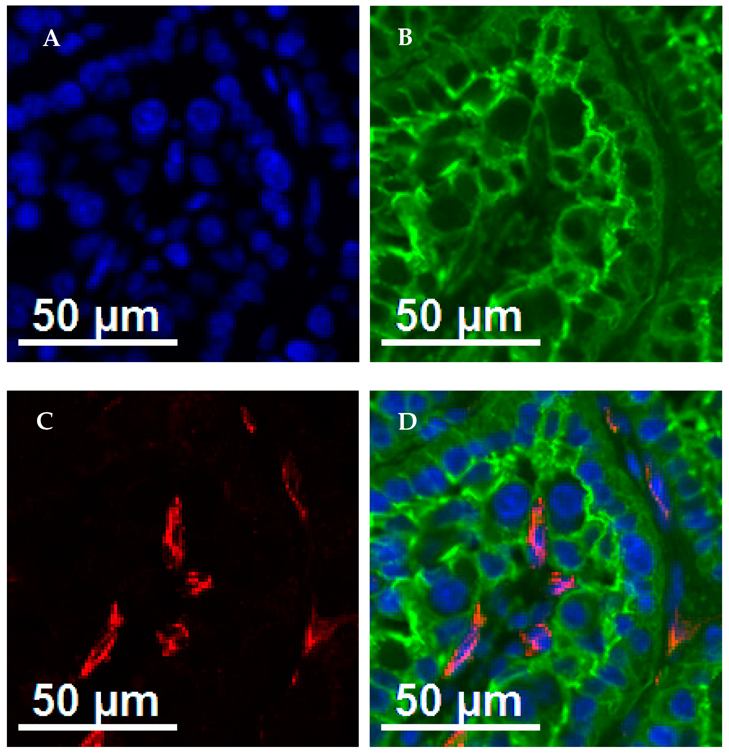 Vetsci 11 00111 g001
