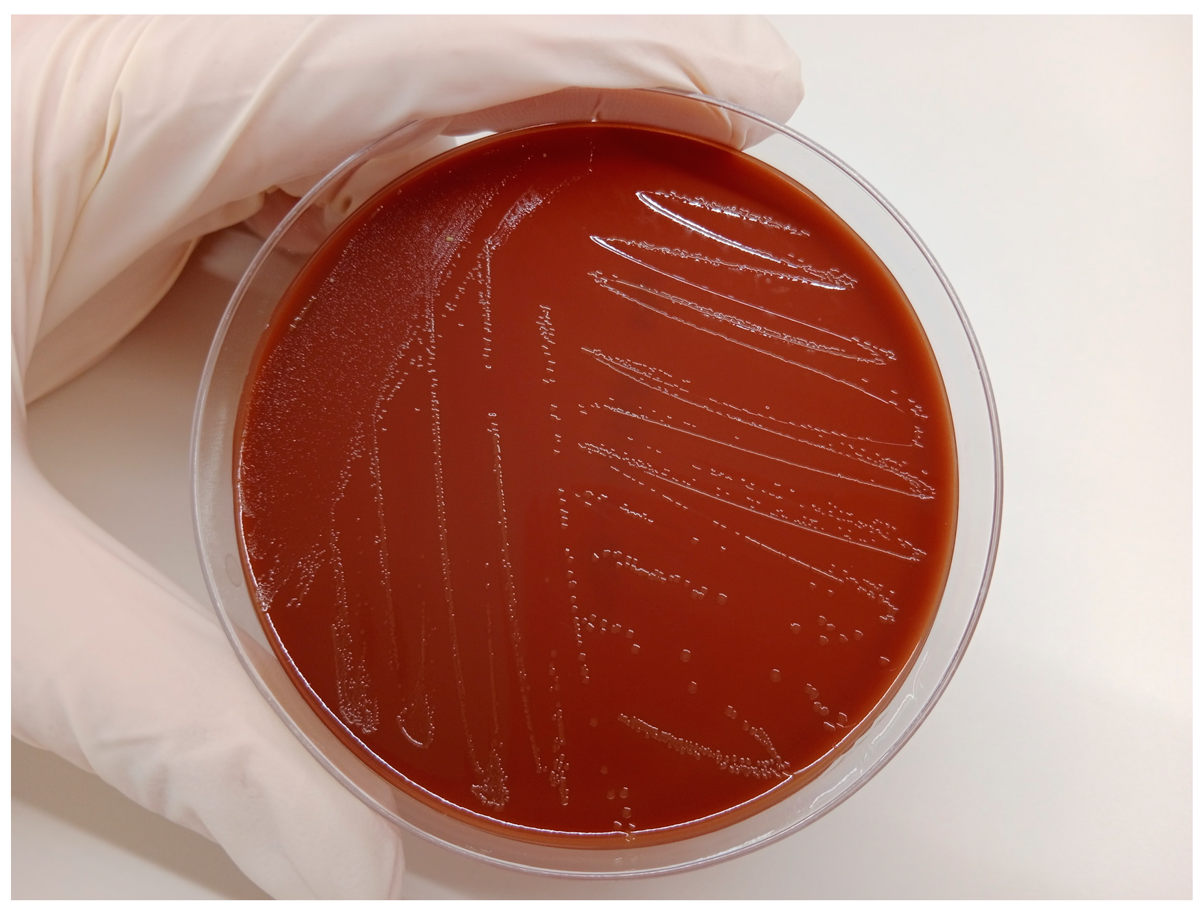 Vetsci 11 00117 g002