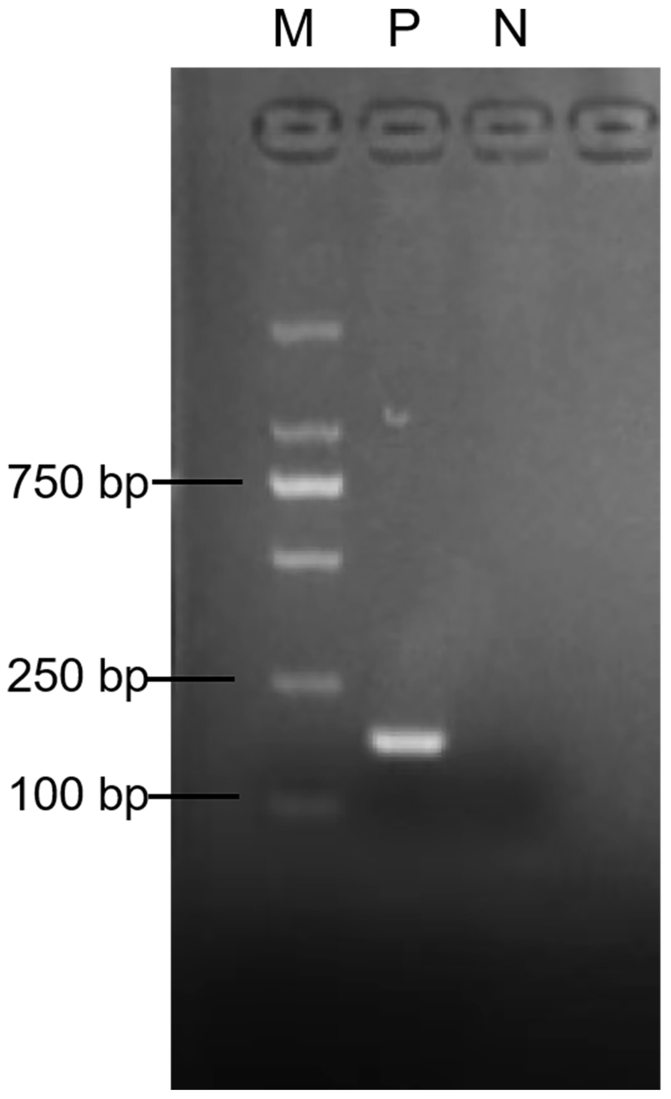 Vetsci 11 00122 g003 Vetsci 11 00122 g003