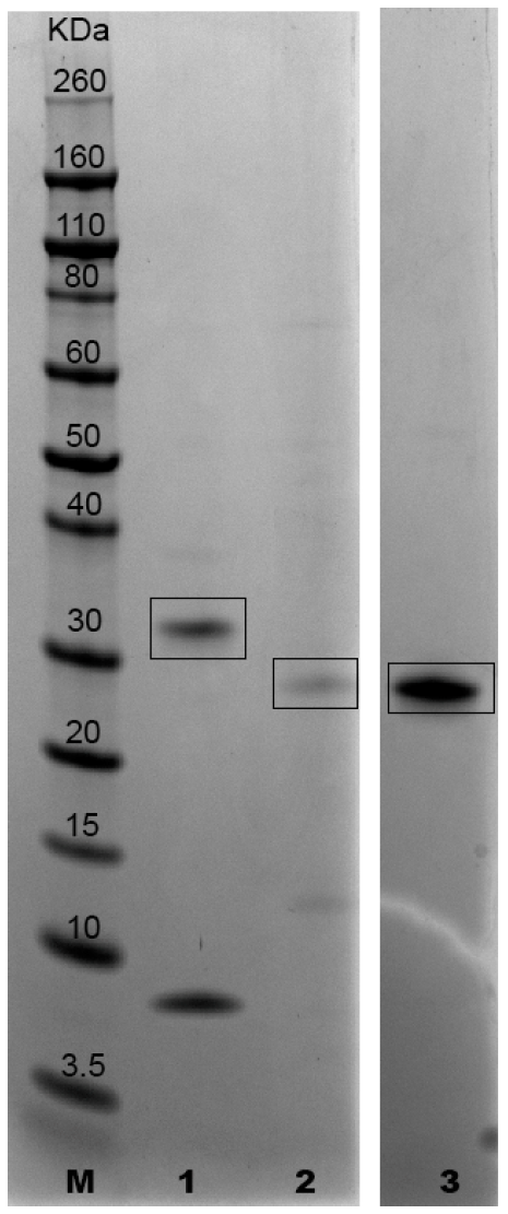 Vetsci 11 00127 g001