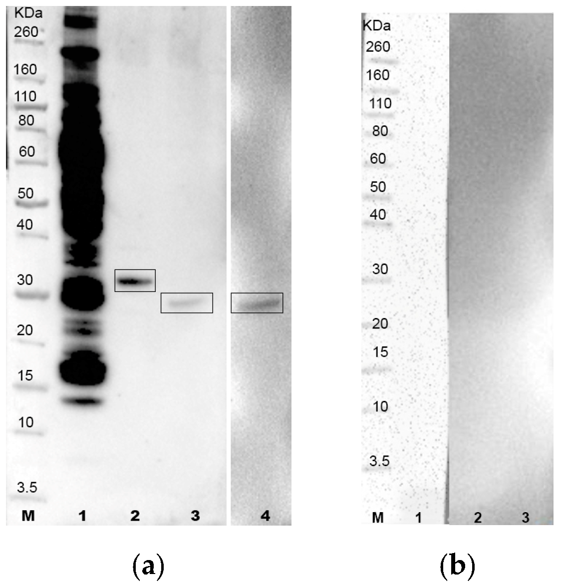 Vetsci 11 00127 g002