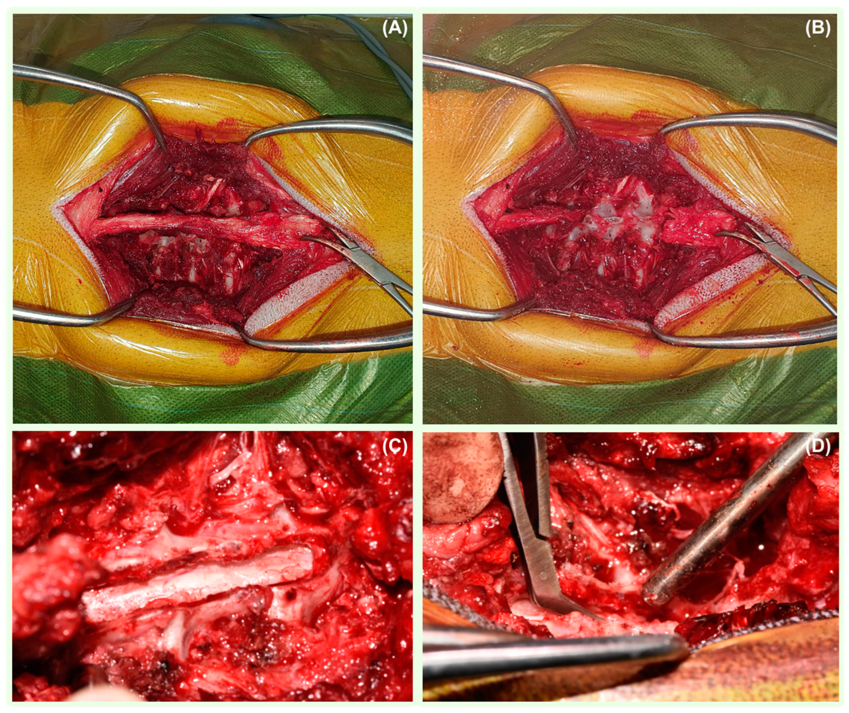 Vetsci 11 00128 g002