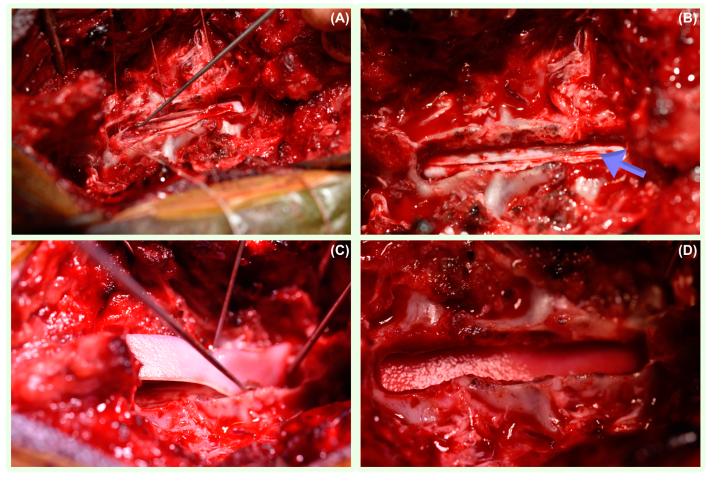 Vetsci 11 00128 g003