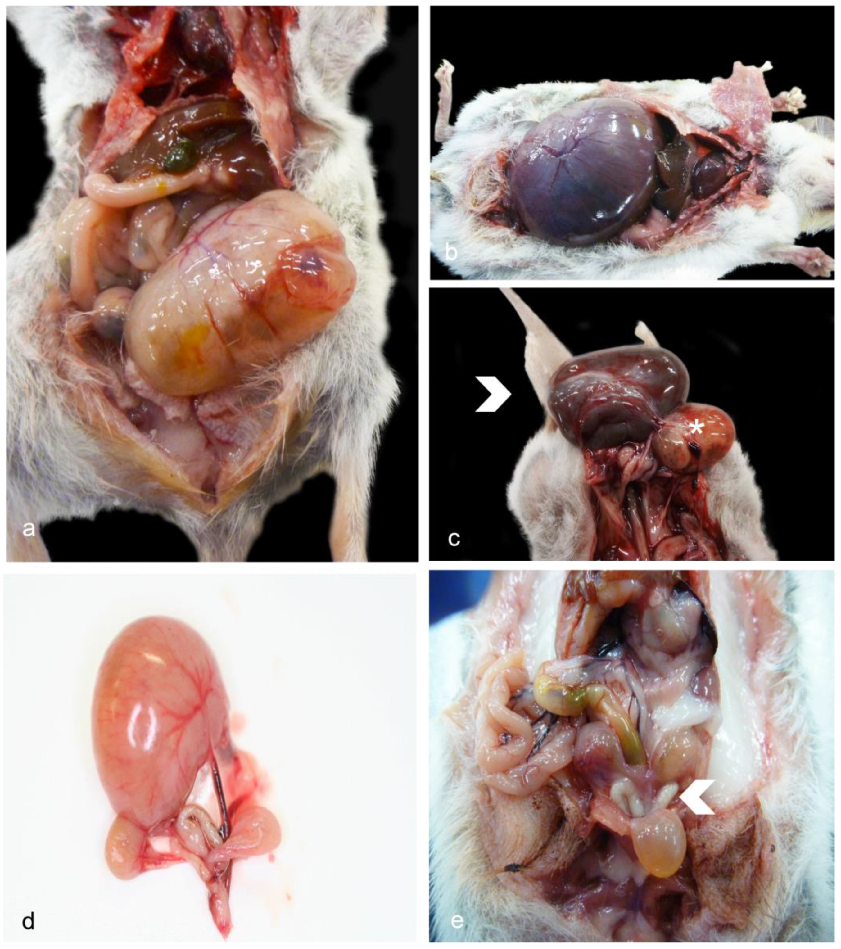 Vetsci 11 00142 g001