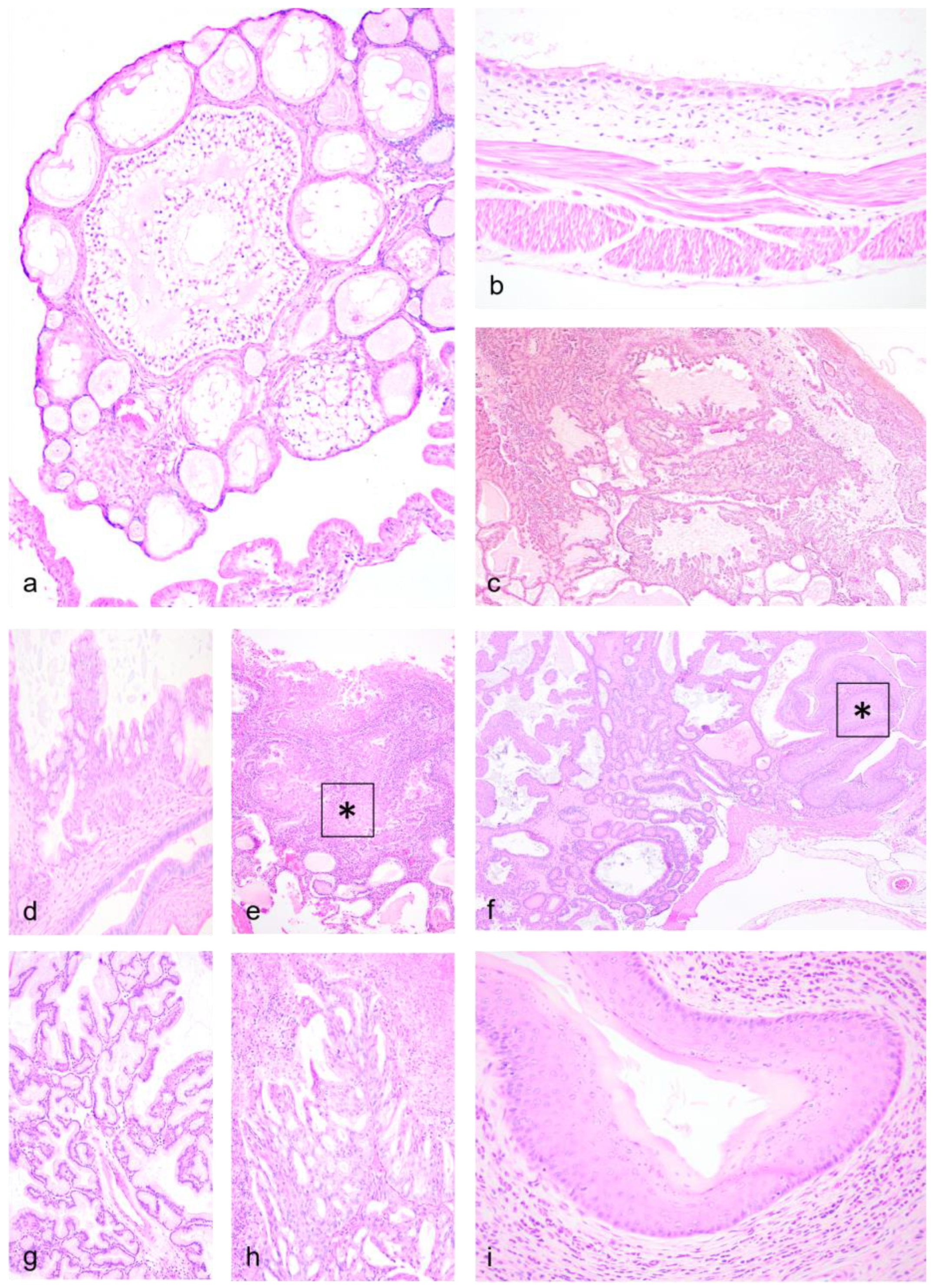 Vetsci 11 00142 g002