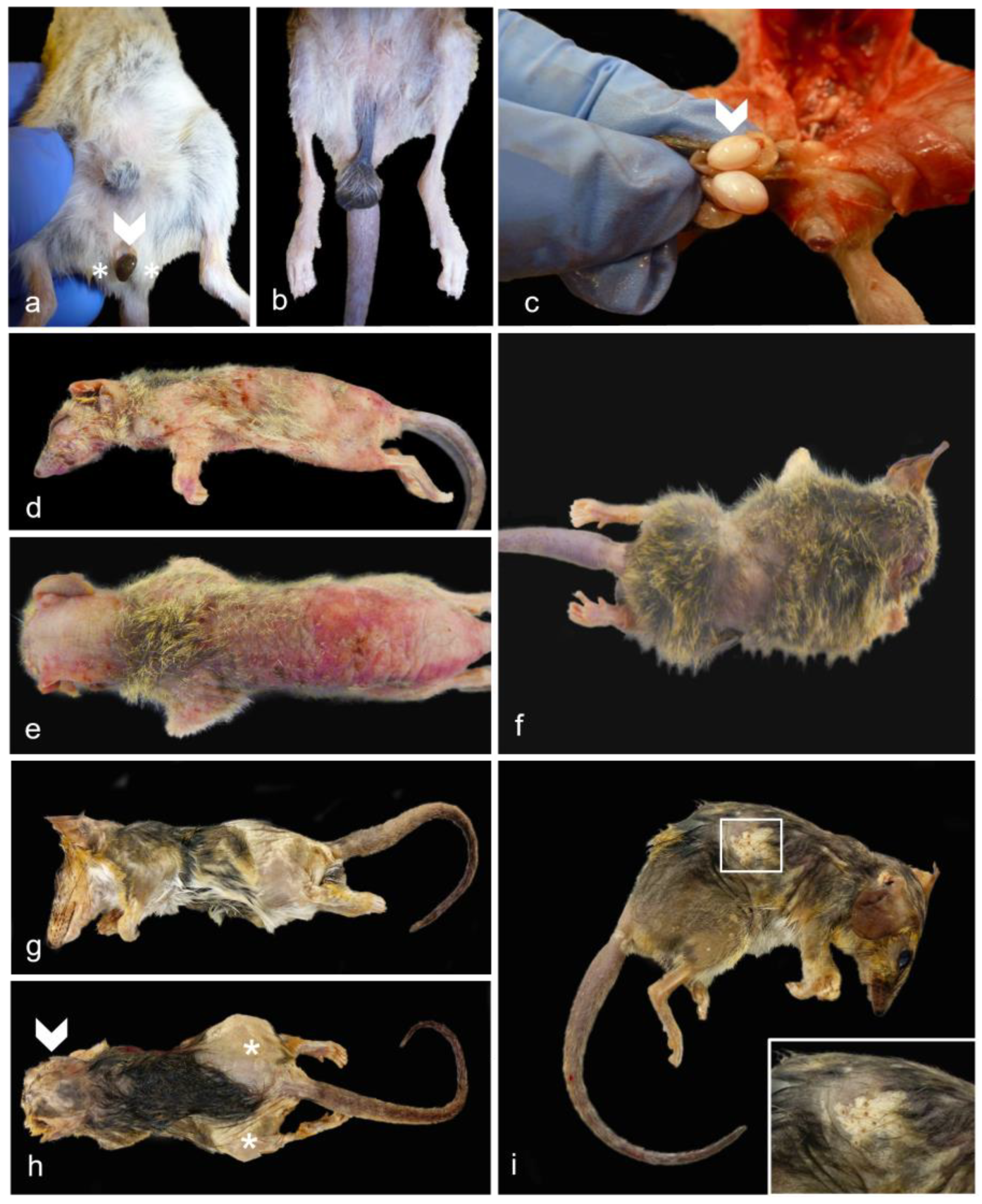 Vetsci 11 00142 g003