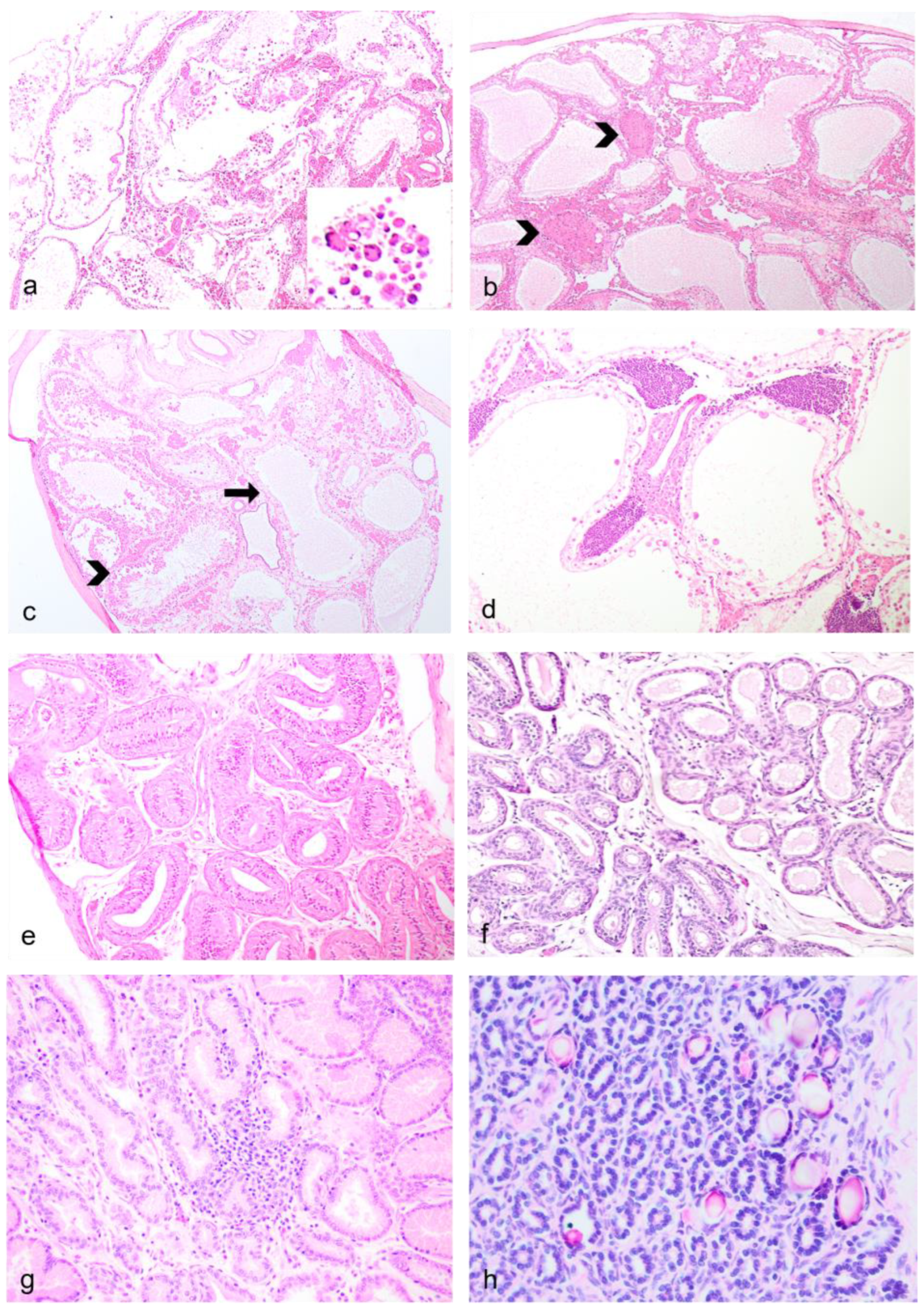 Vetsci 11 00142 g004