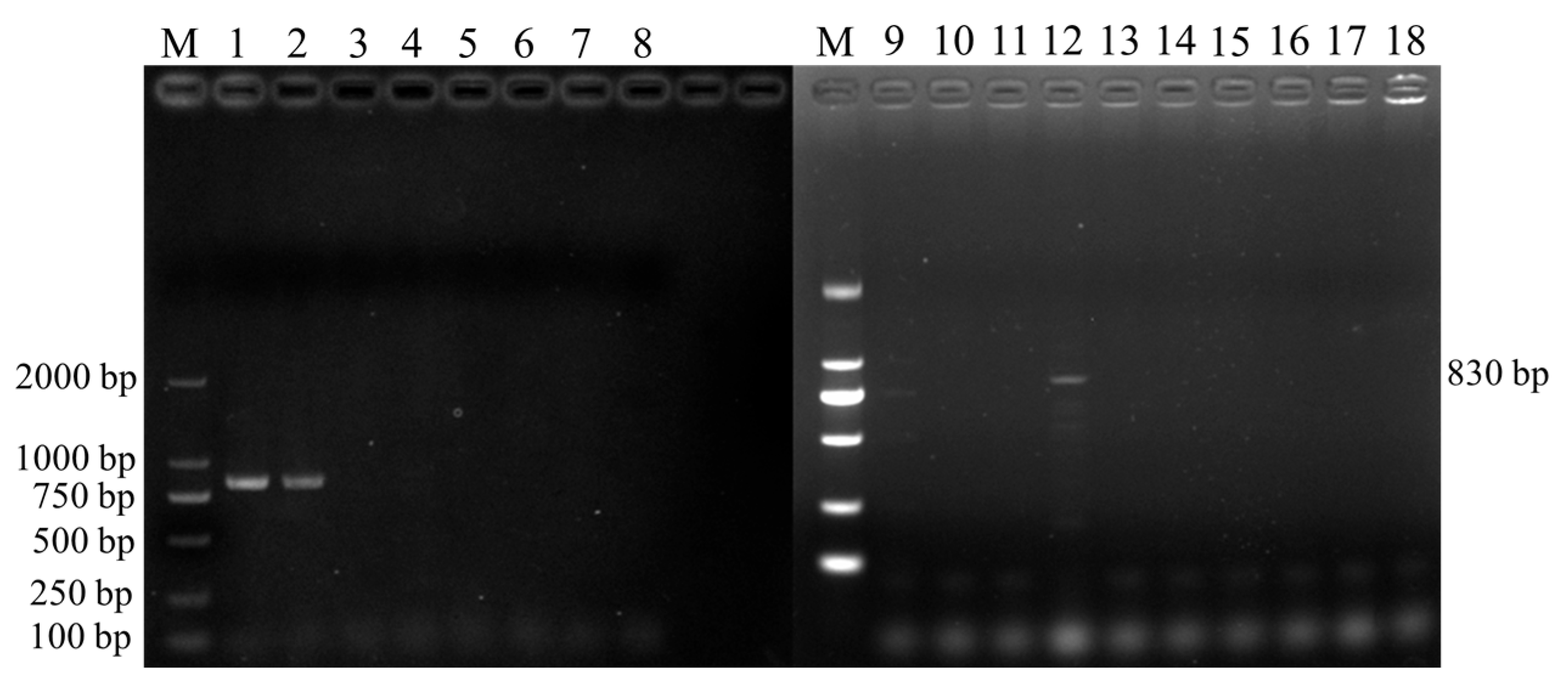 Vetsci 11 00144 g002