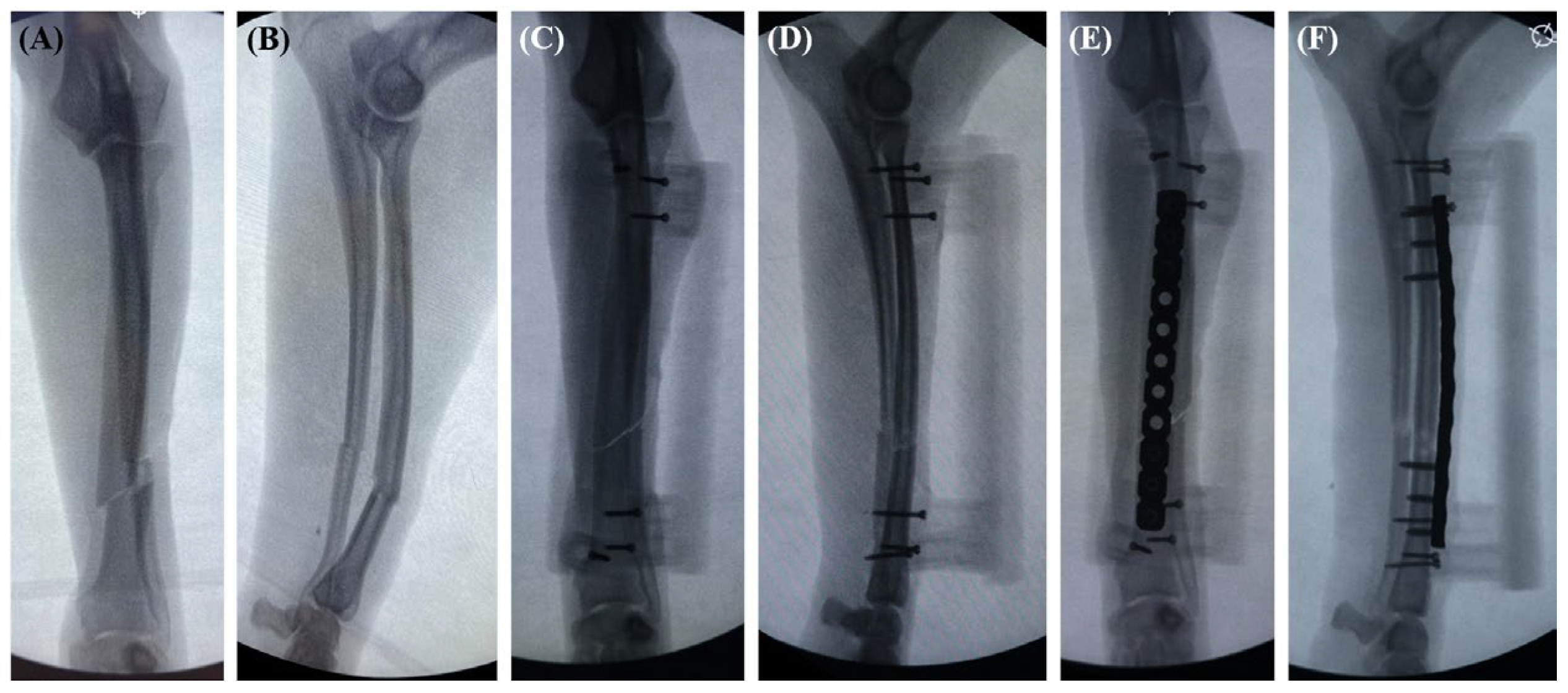 Vetsci 11 00145 g005 Vetsci 11 00145 g005
