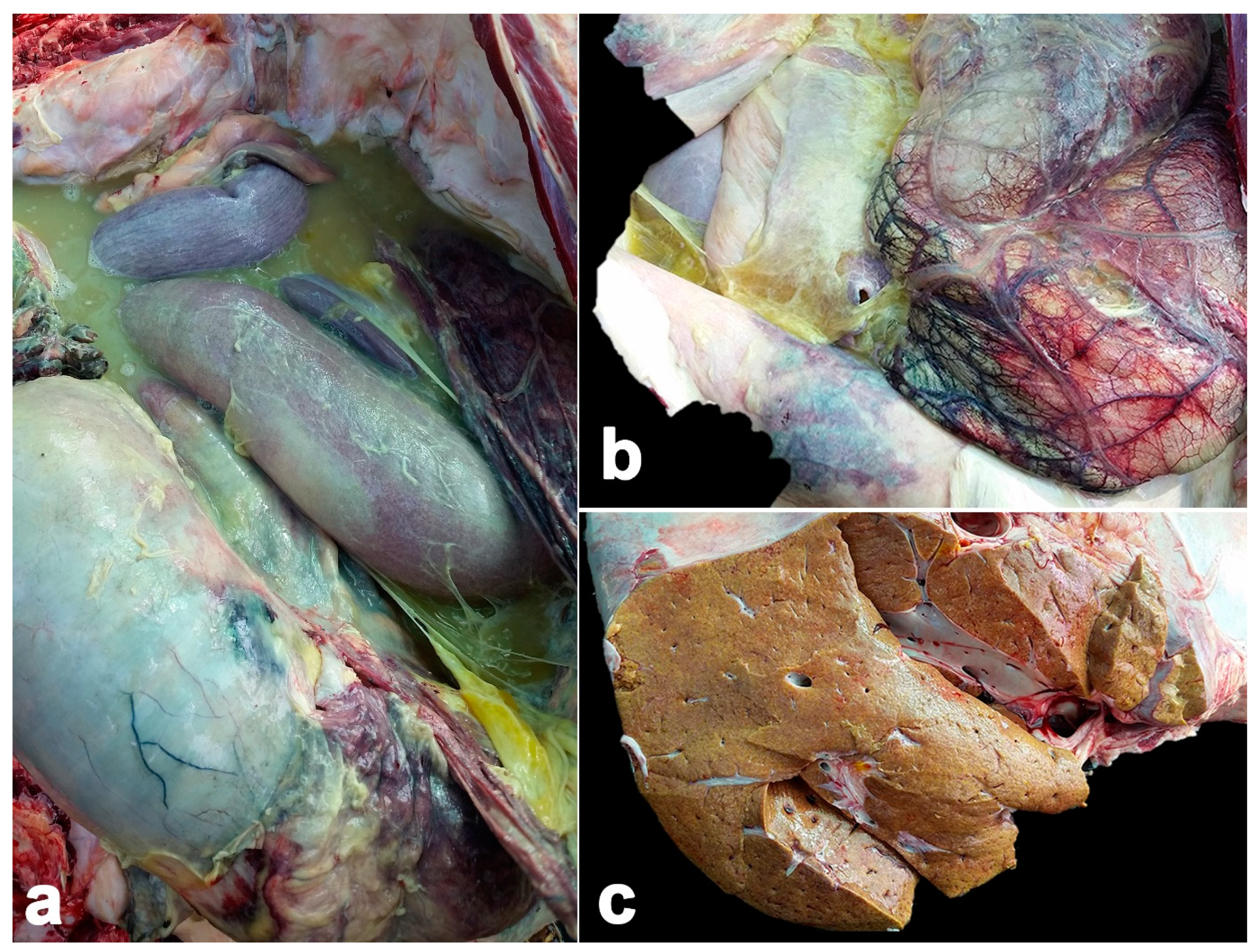 Vetsci 11 00147 g001