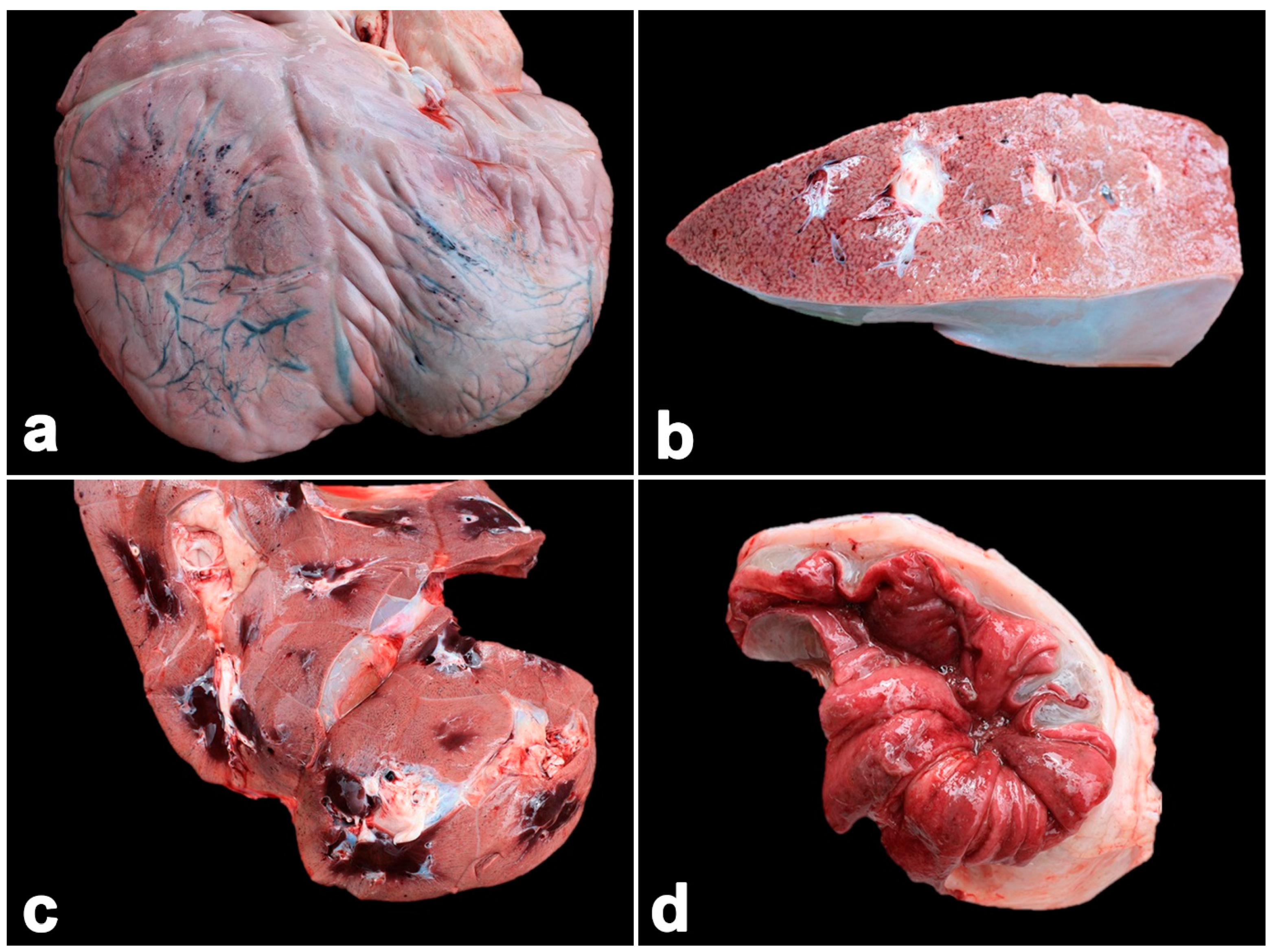 Vetsci 11 00147 g004