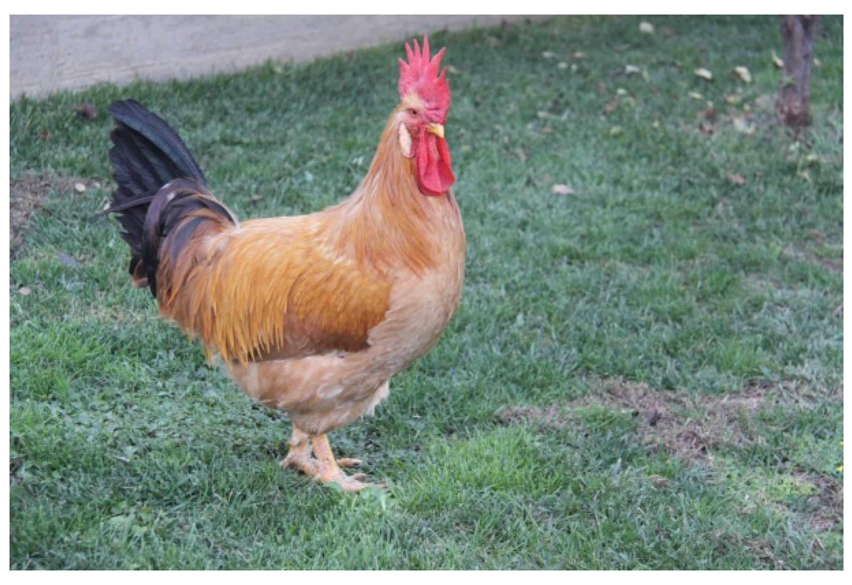 Vetsci 11 00148 g002