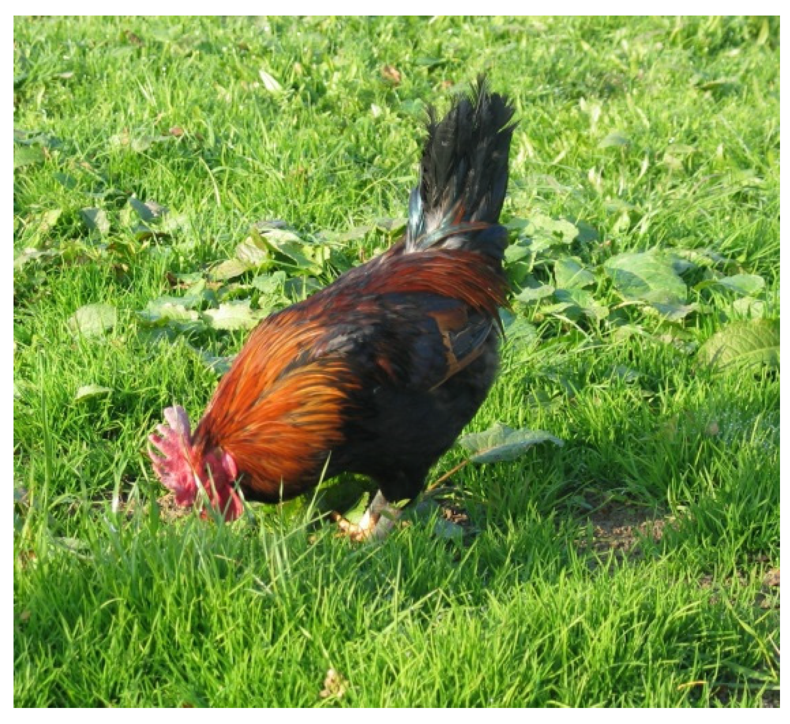 Vetsci 11 00148 g003