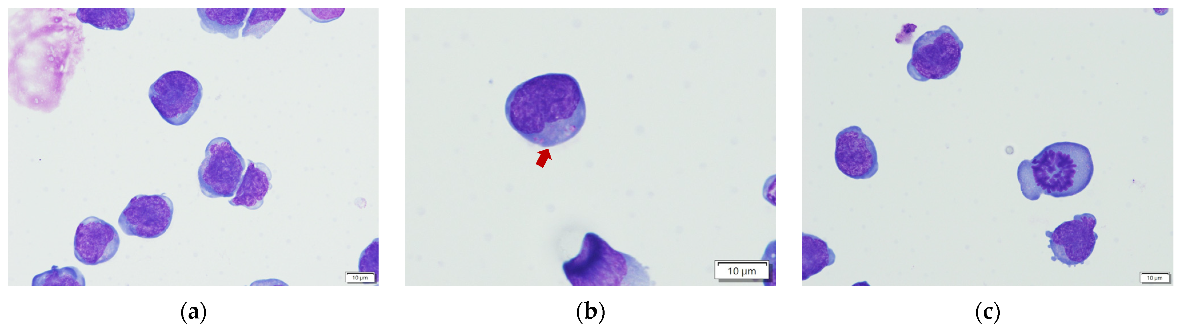 Vetsci 11 00150 g002