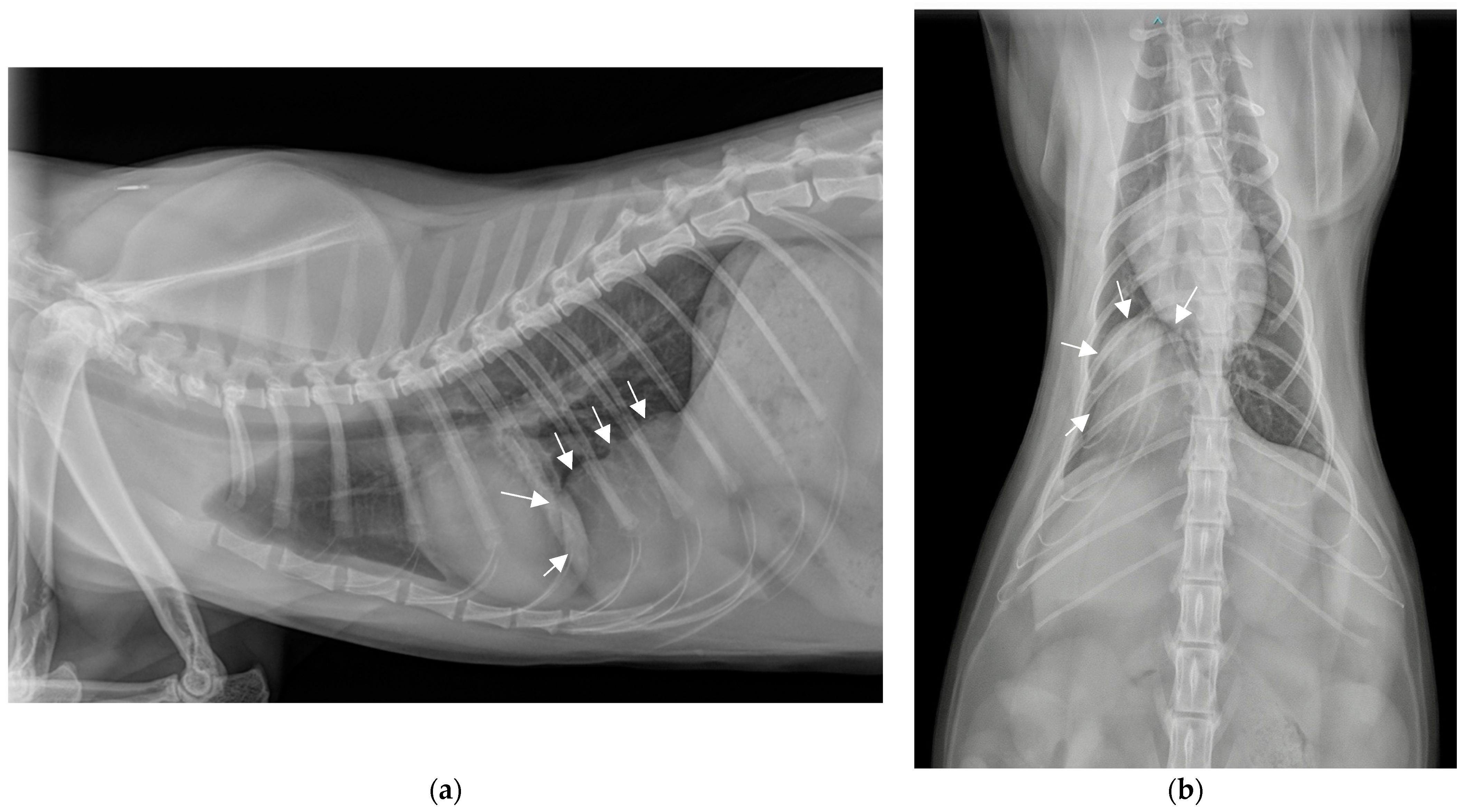 Vetsci 11 00159 g001 Vetsci 11 00159 g001