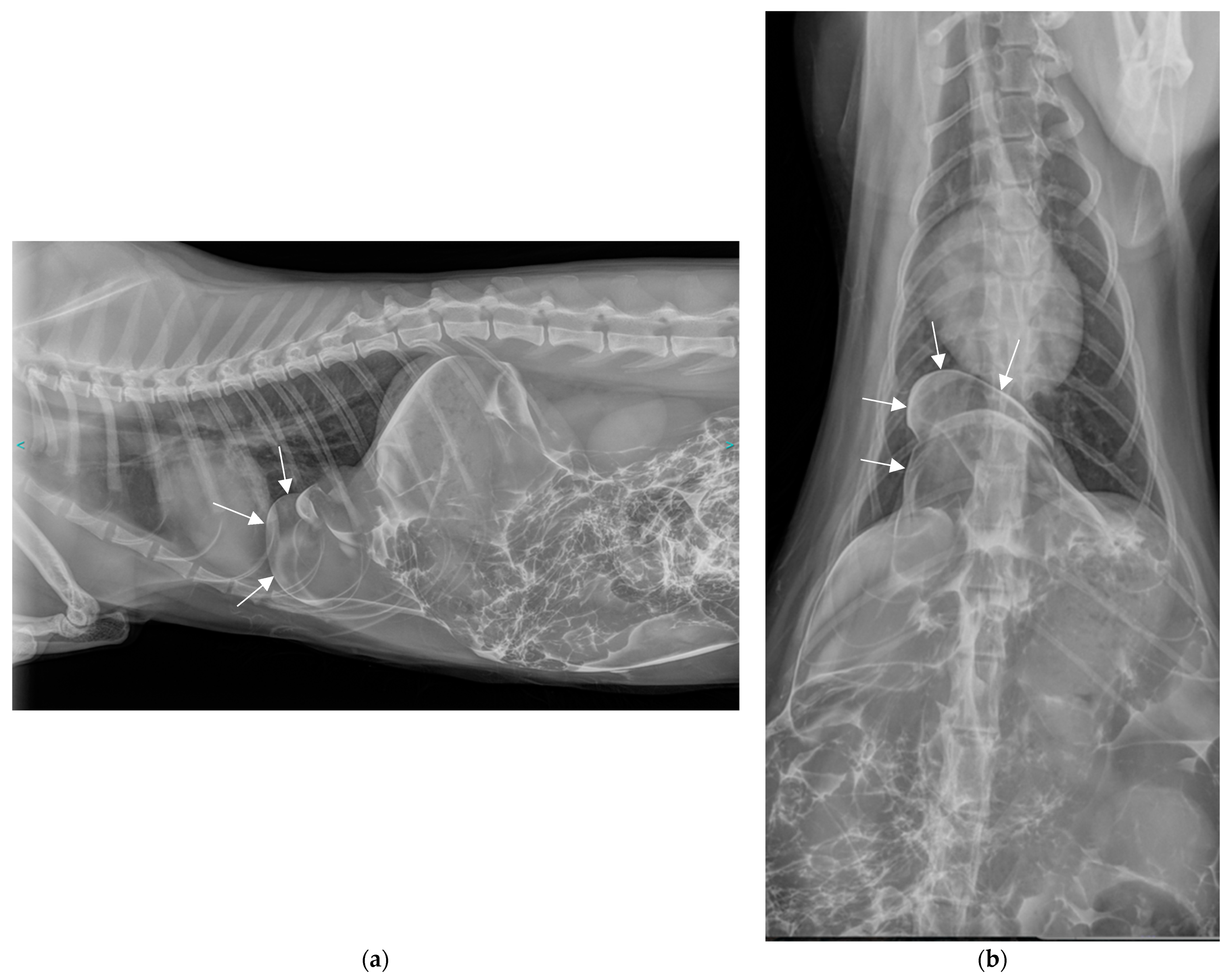 Vetsci 11 00159 g002 Vetsci 11 00159 g002