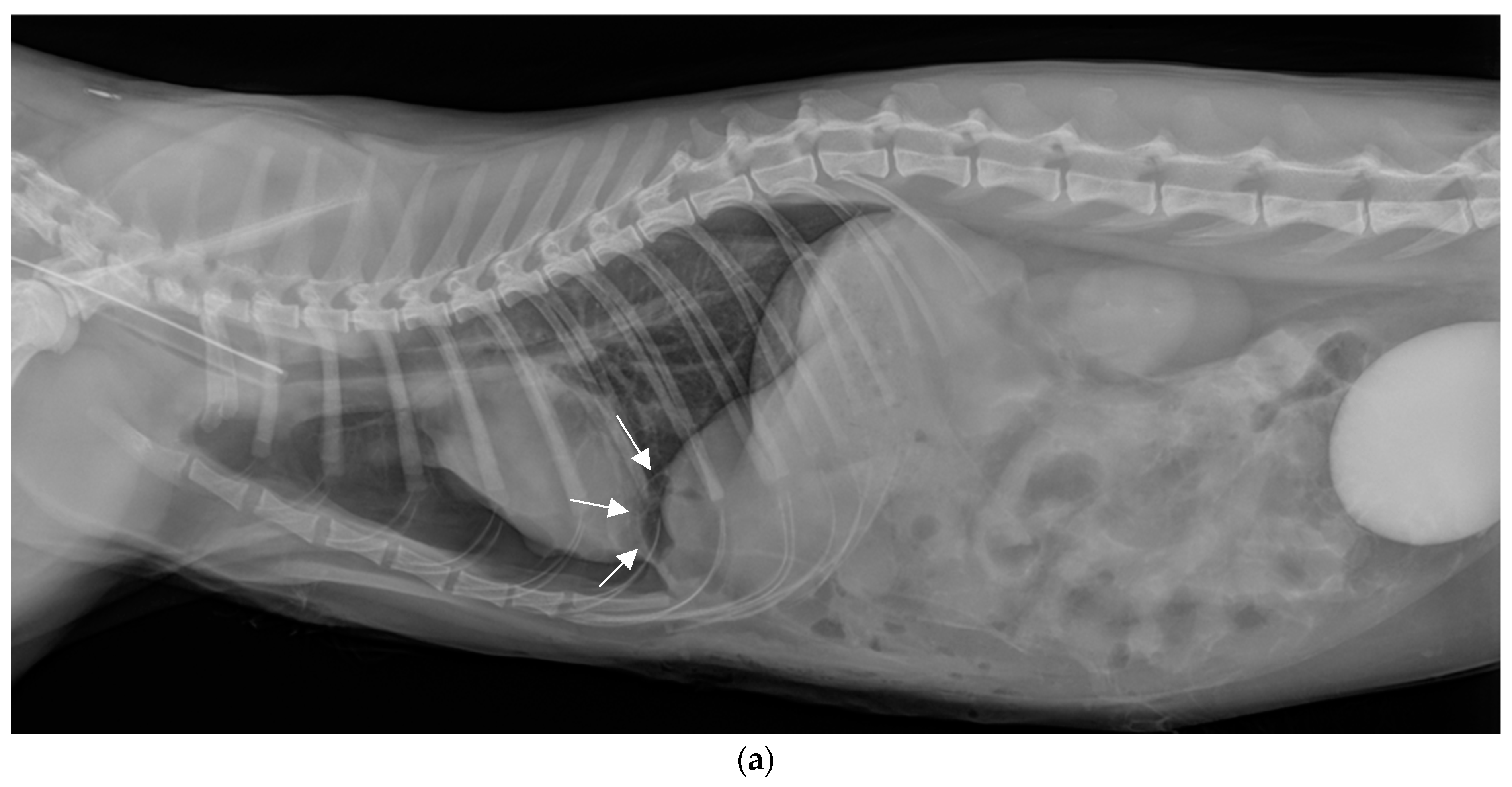 Vetsci 11 00159 g003a Vetsci 11 00159 g003a