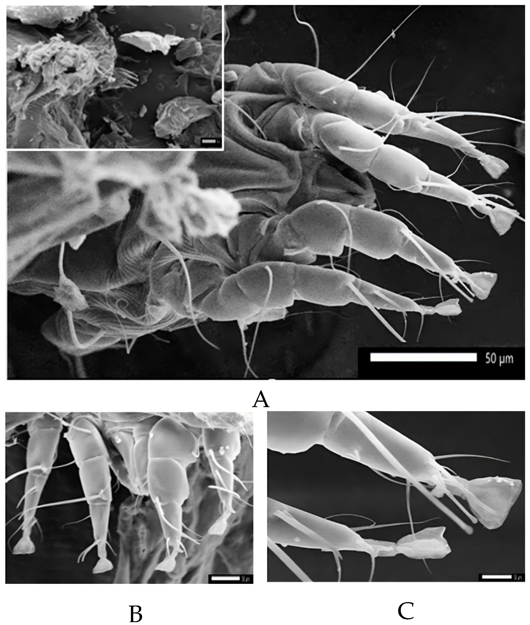 Vetsci 11 00162 g005 Vetsci 11 00162 g005