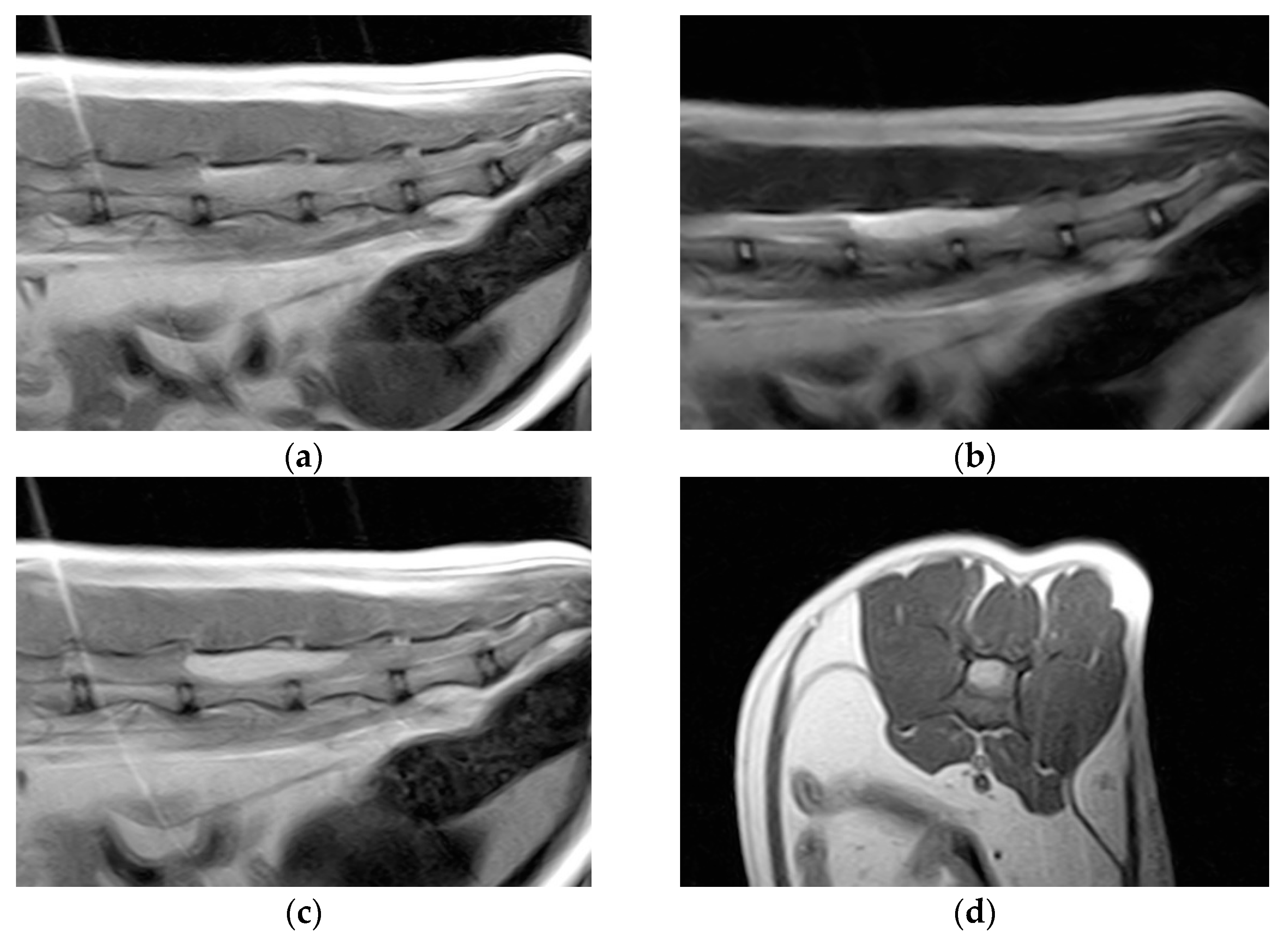 Vetsci 11 00177 g001