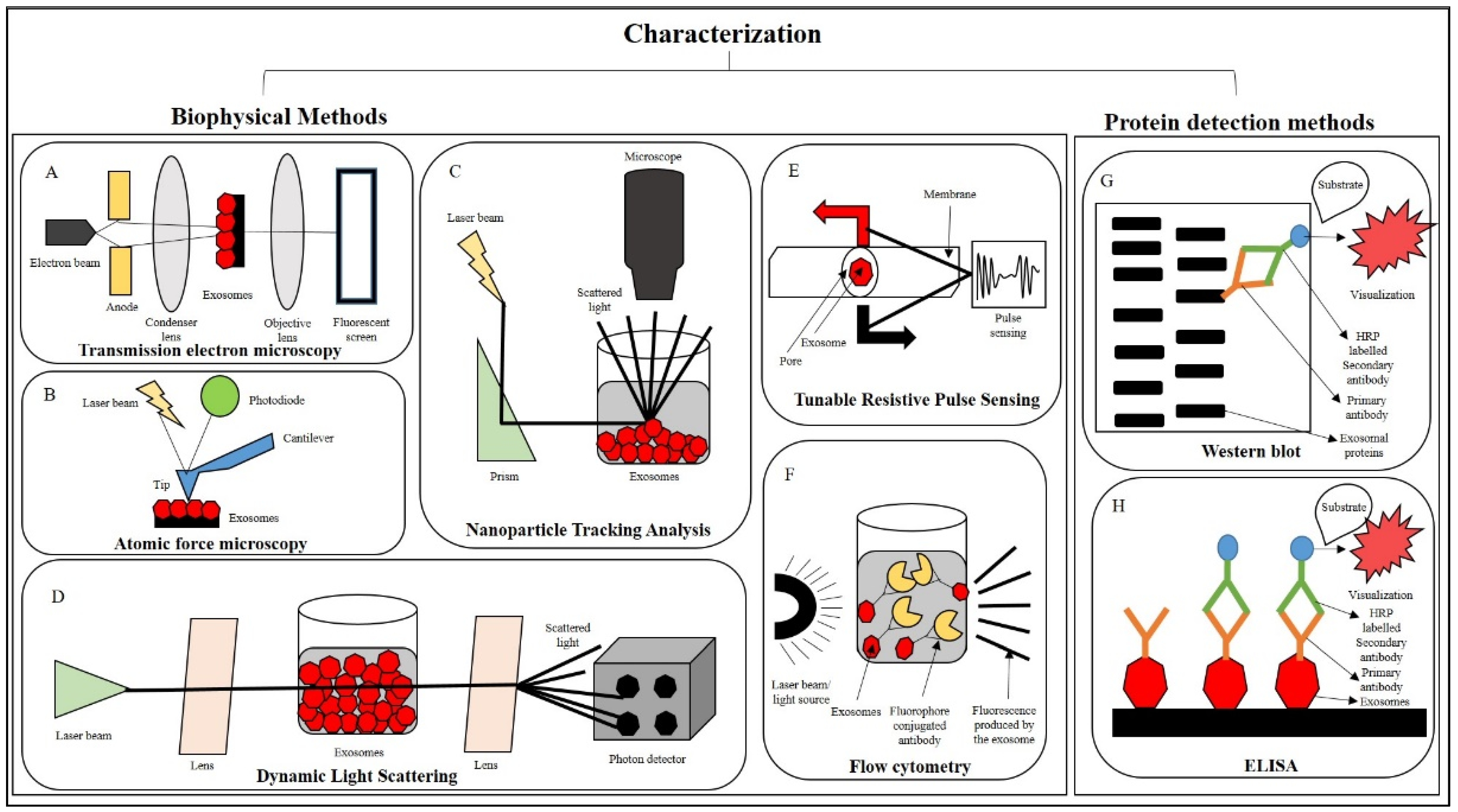 Vetsci 11 00187 g002