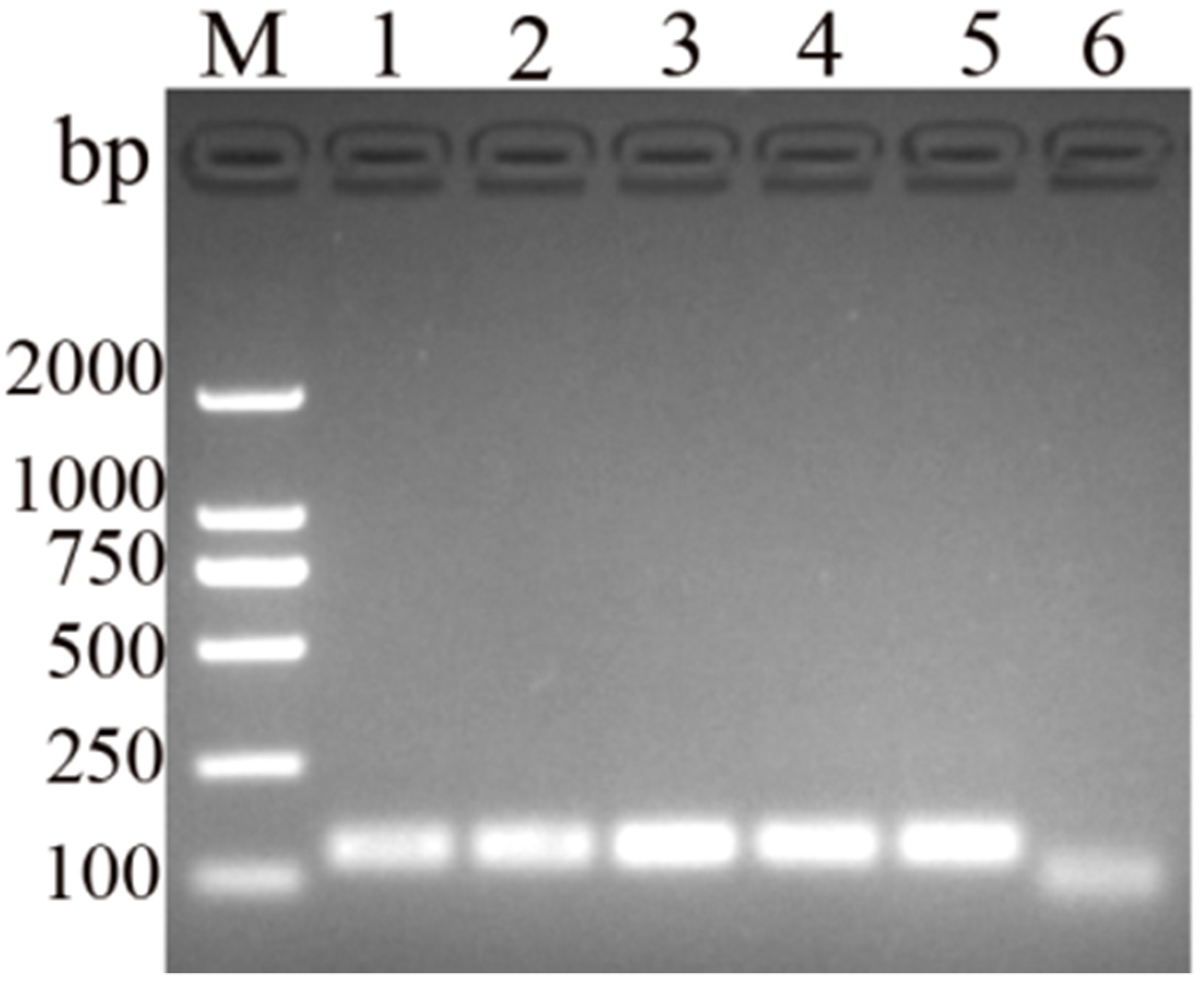 Vetsci 11 00191 g002