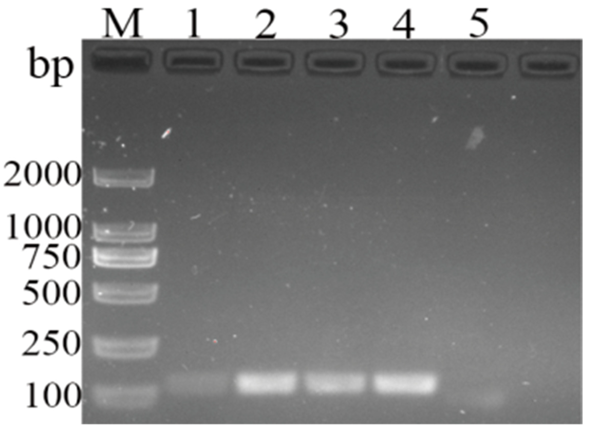 Vetsci 11 00191 g003