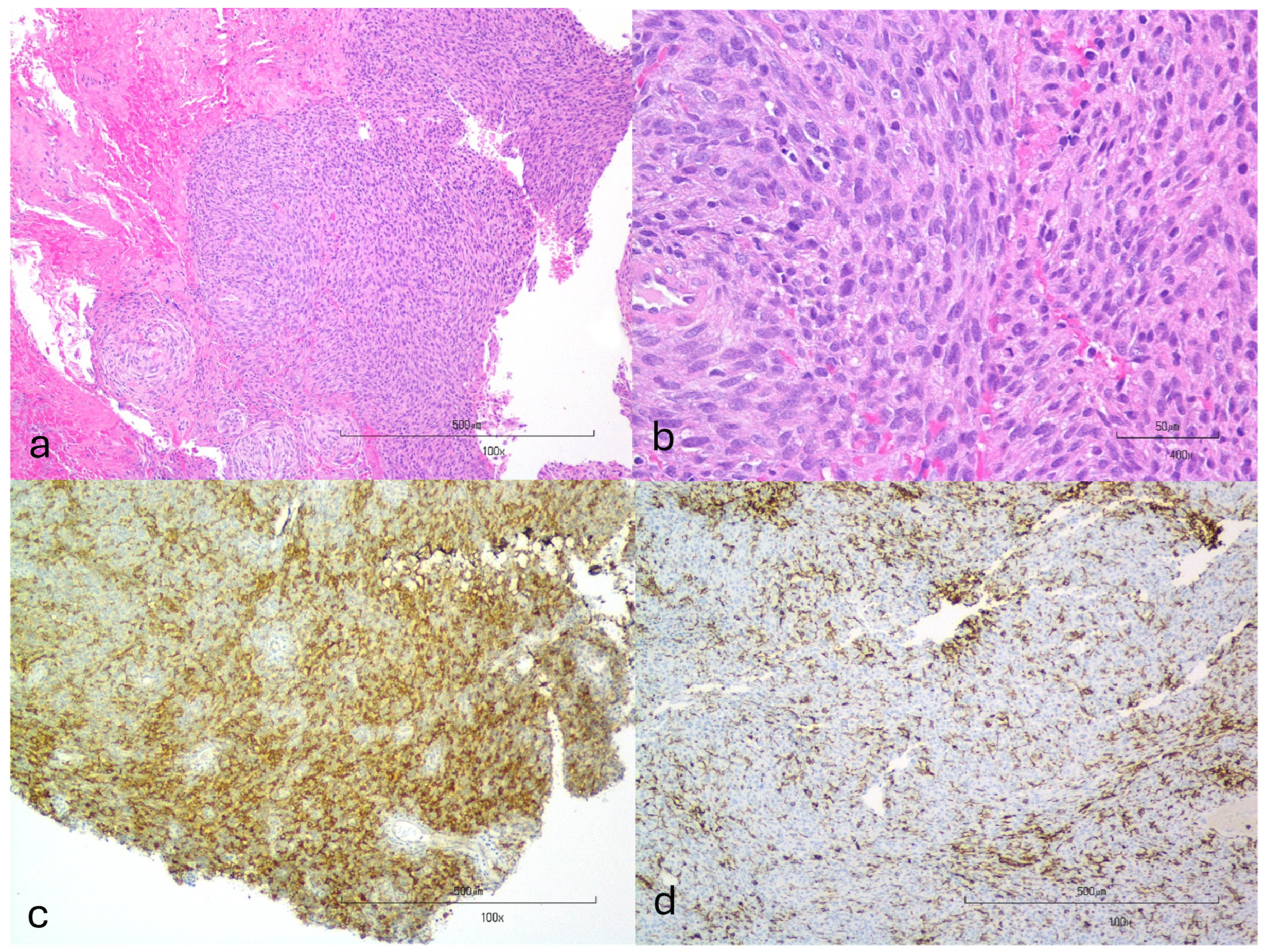 Vetsci 11 00192 g001