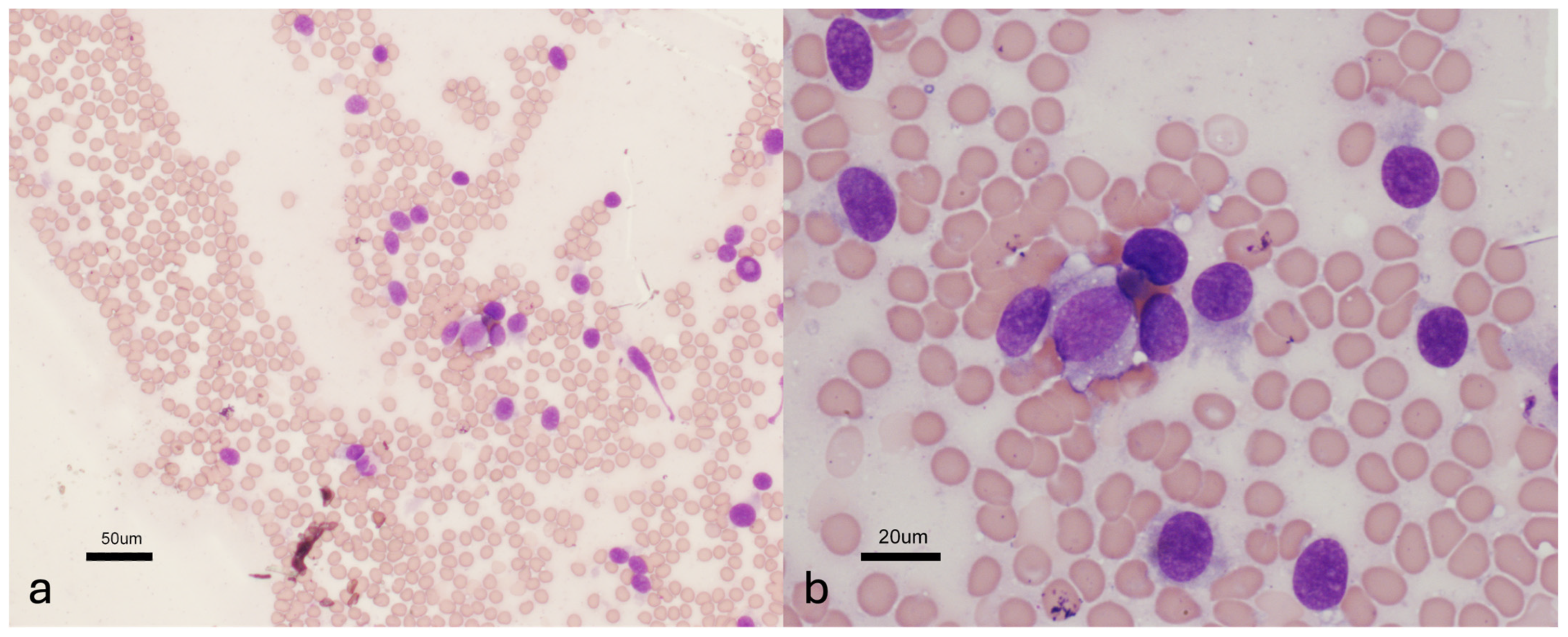 Vetsci 11 00192 g002