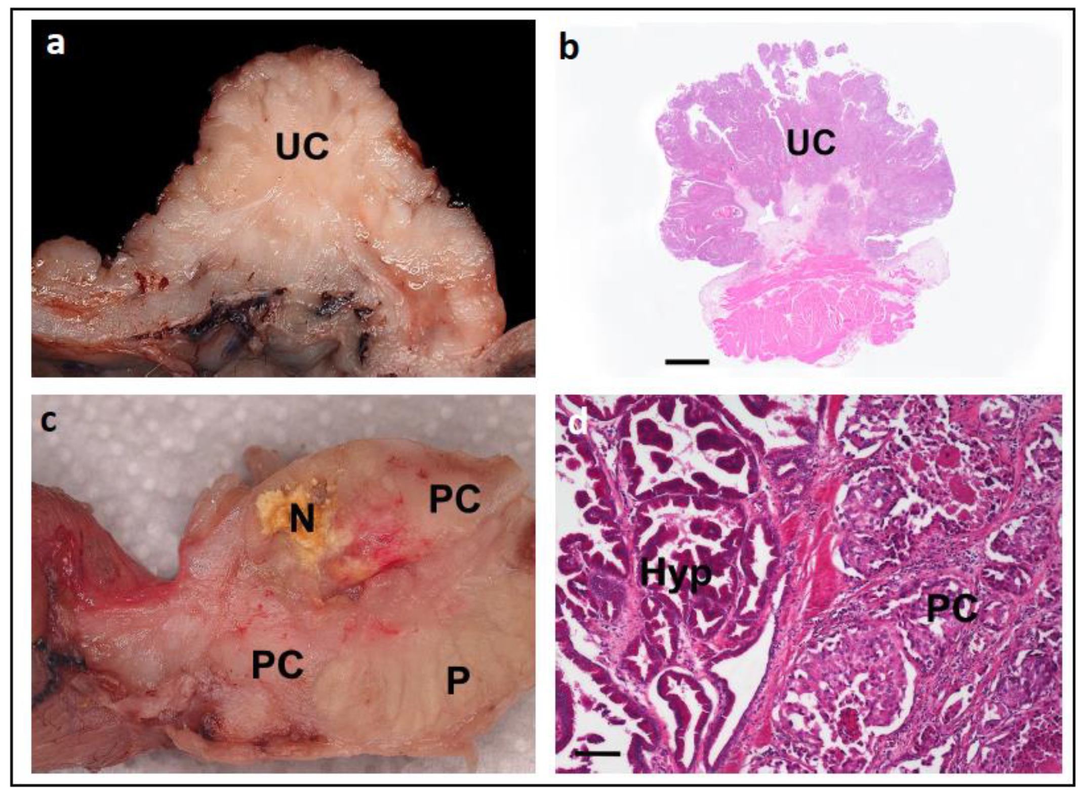 Vetsci 11 00199 g004 Vetsci 11 00199 g004