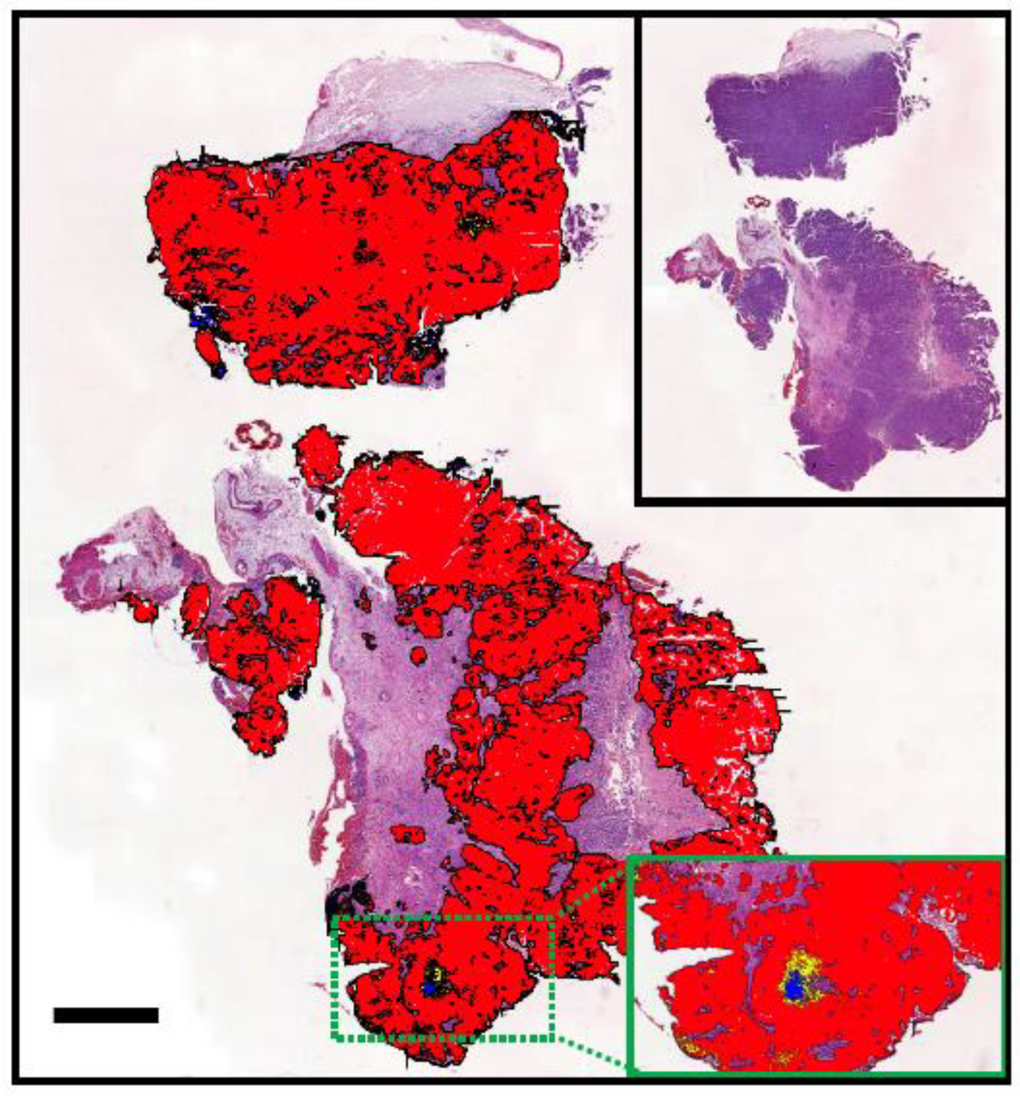 Vetsci 11 00199 g006 Vetsci 11 00199 g006