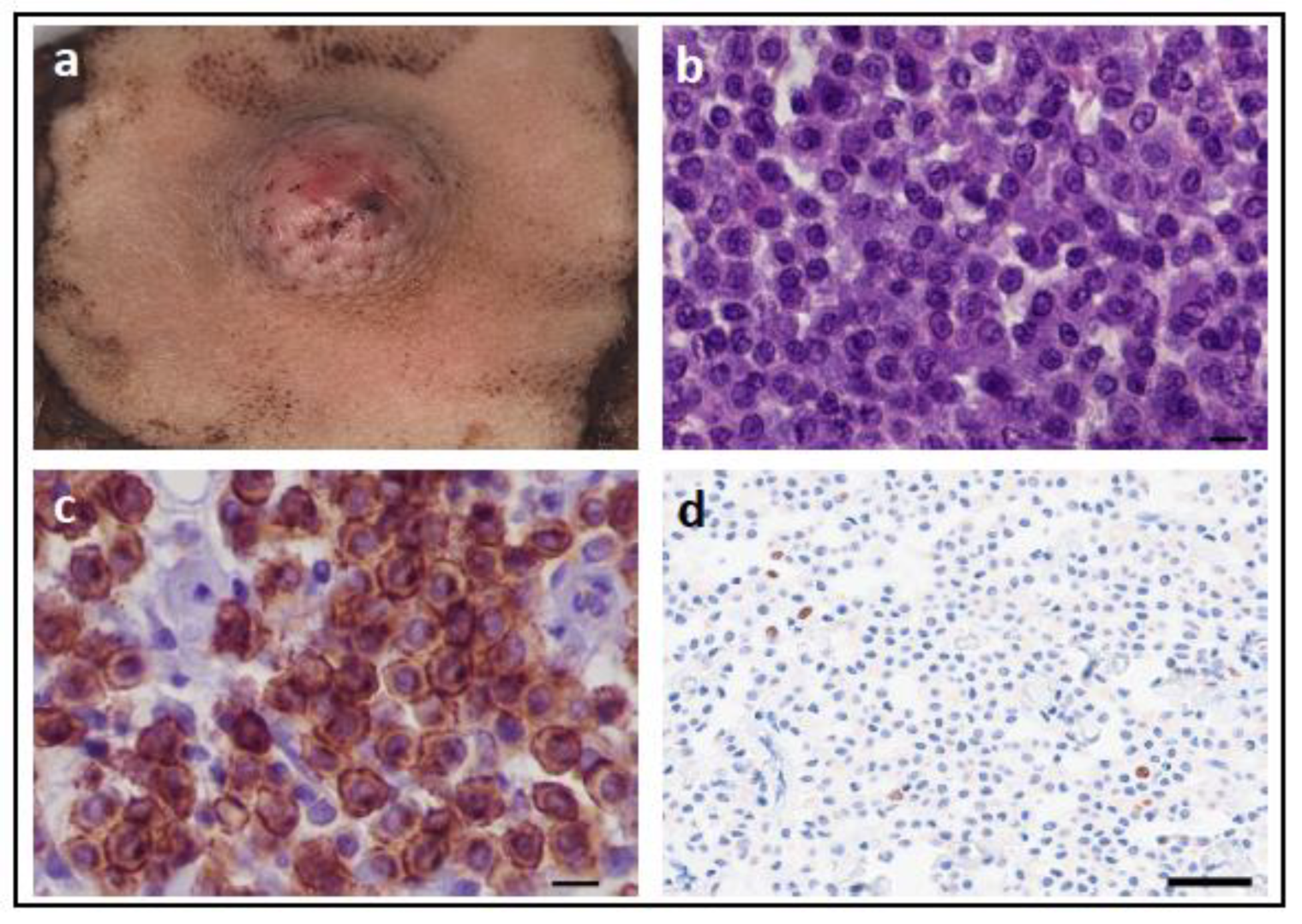 Vetsci 11 00199 g008 Vetsci 11 00199 g008