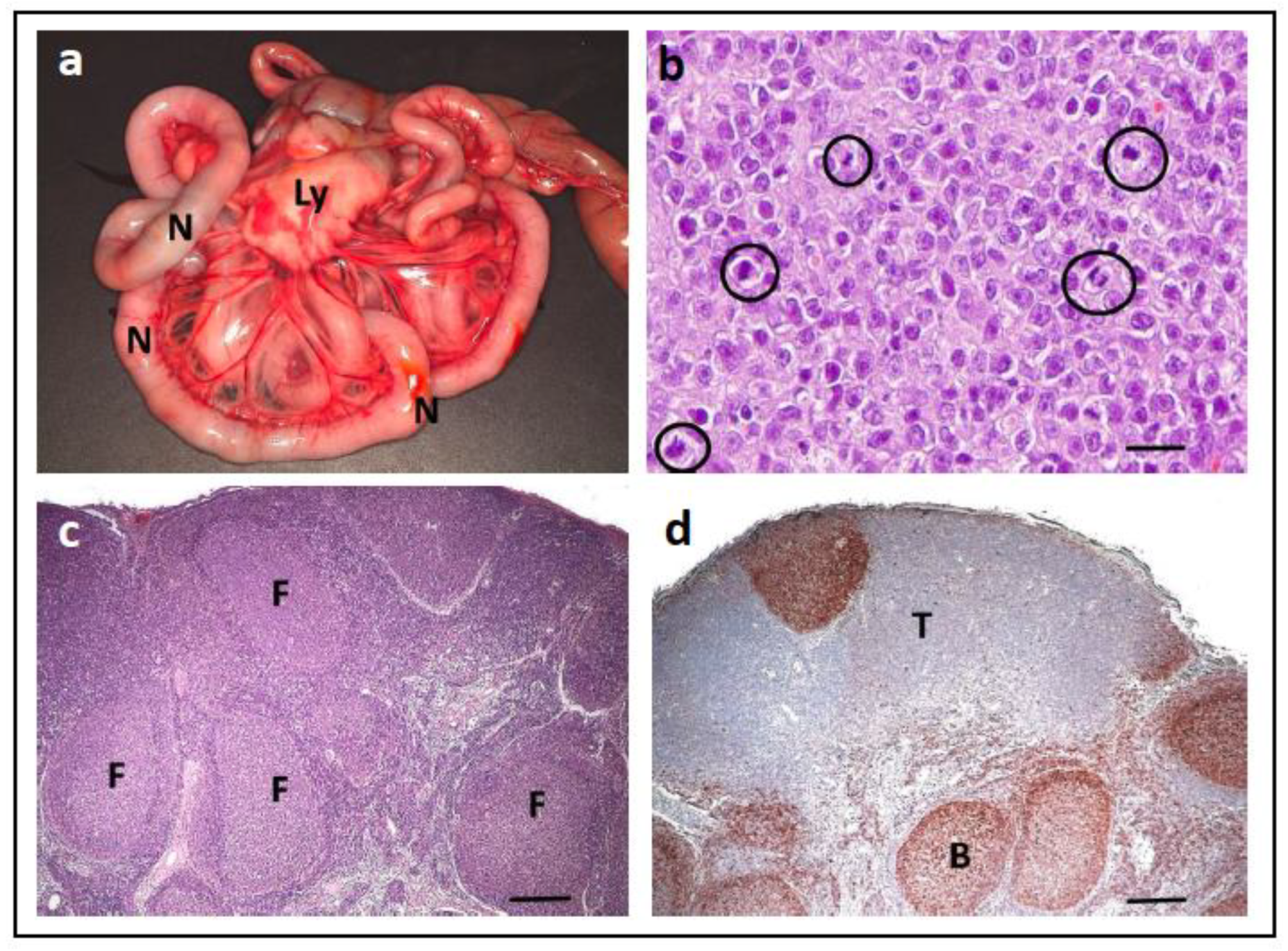 Vetsci 11 00199 g012 Vetsci 11 00199 g012