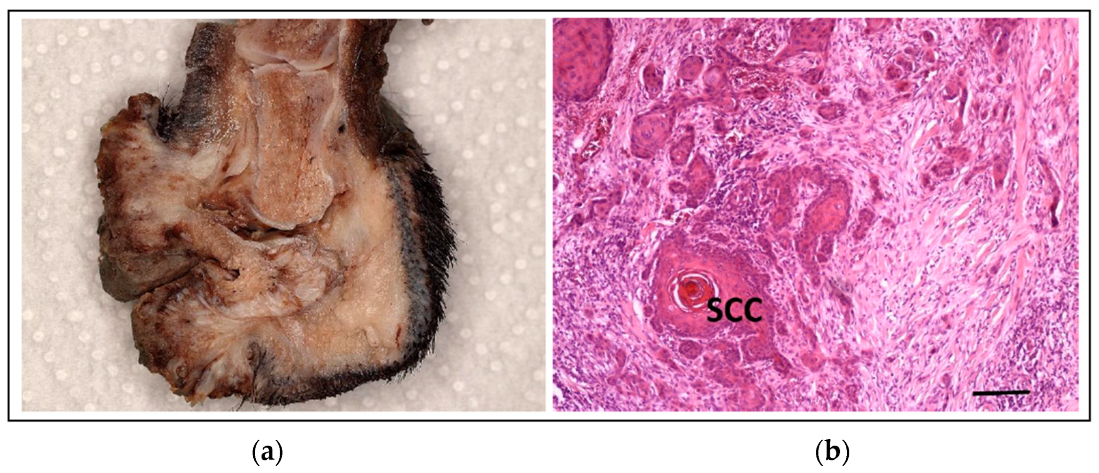 Vetsci 11 00199 g016 Vetsci 11 00199 g016