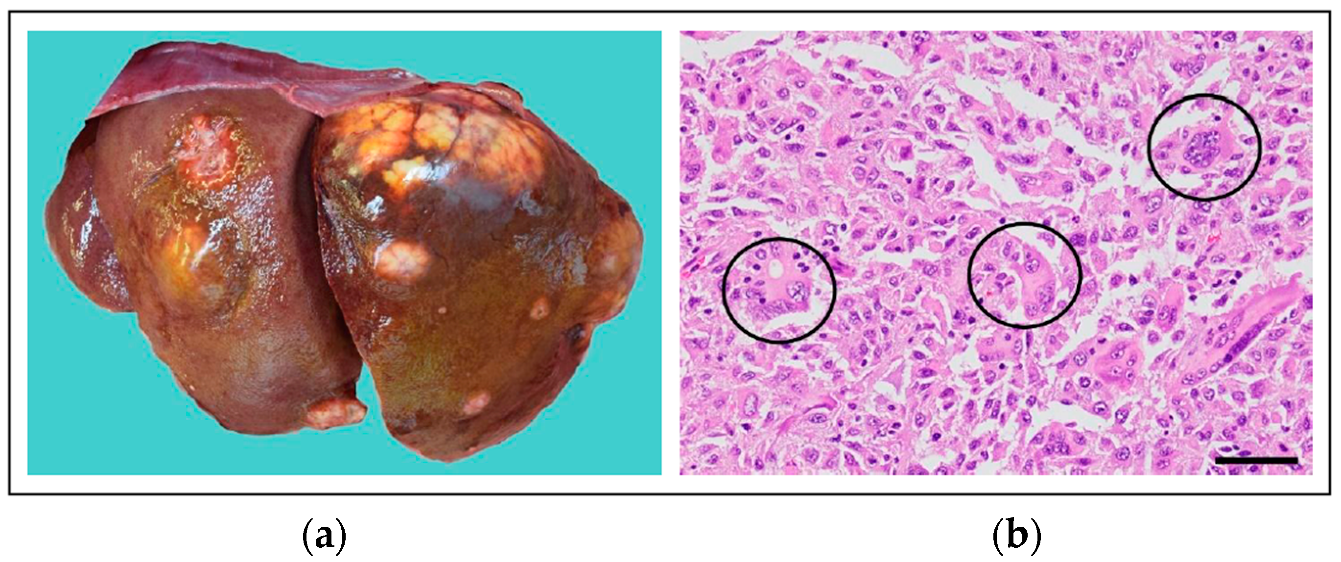 Vetsci 11 00199 g018 Vetsci 11 00199 g018