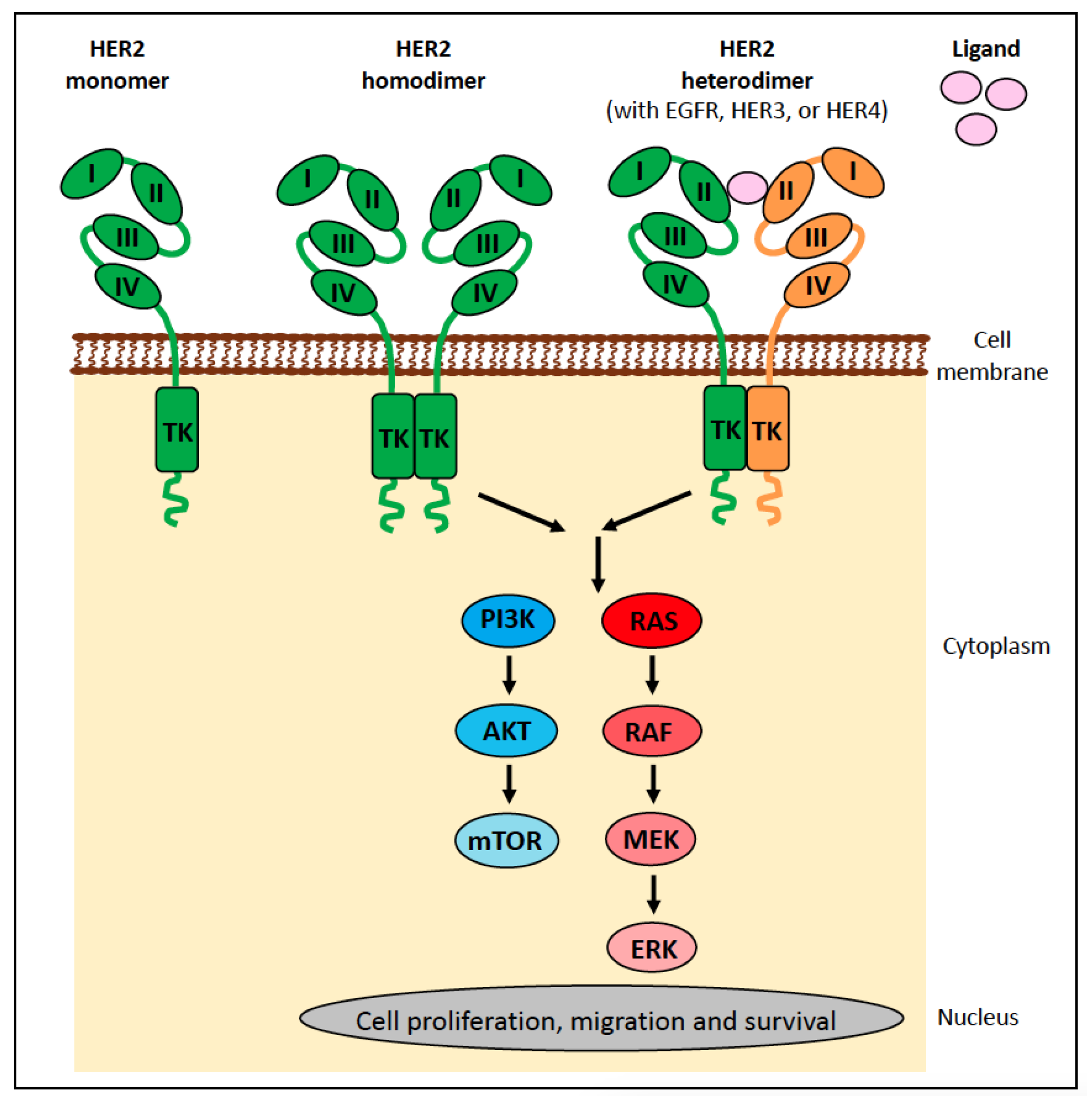 Vetsci 11 00199 g019 Vetsci 11 00199 g019