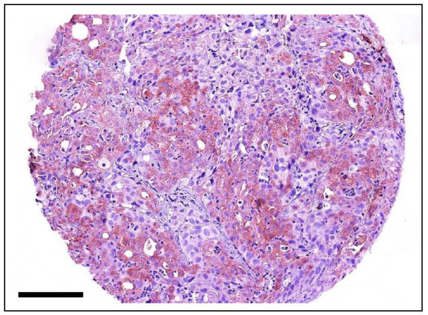 Vetsci 11 00199 g024 Vetsci 11 00199 g024