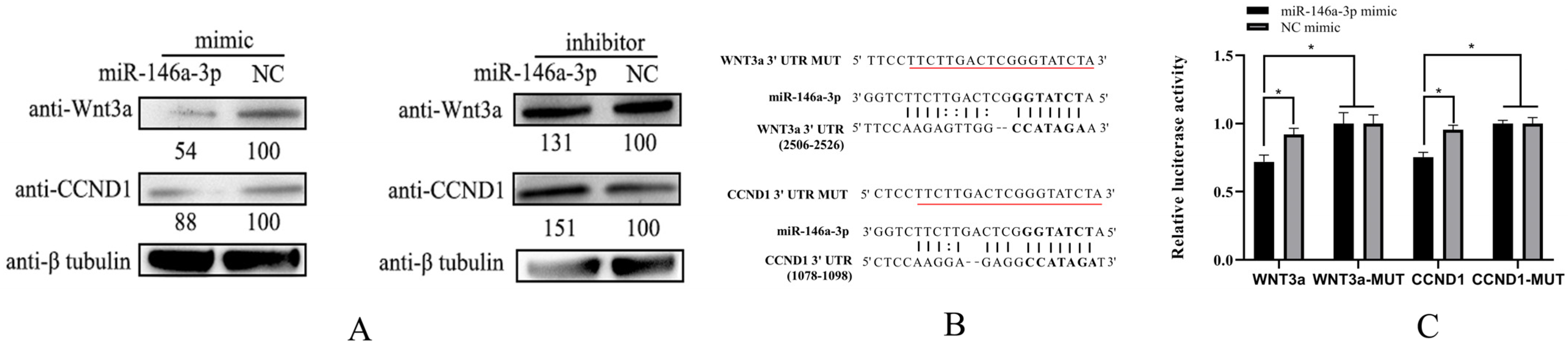 Vetsci 11 00204 g004