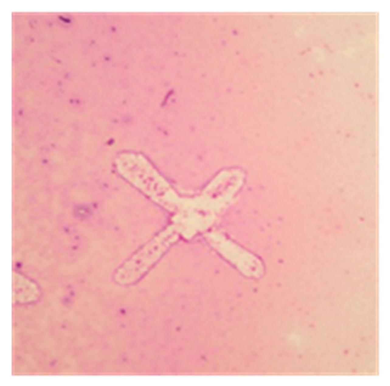 Vetsci 11 00207 g002