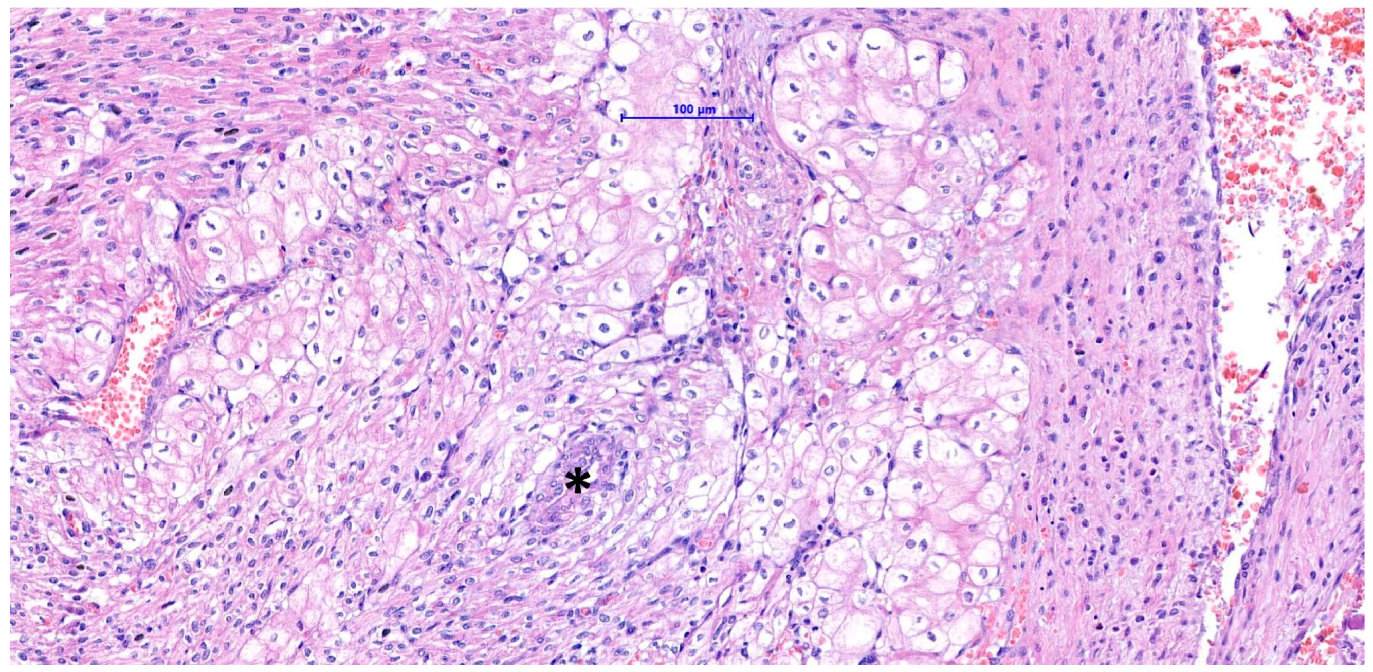 Vetsci 11 00216 g006 Vetsci 11 00216 g006
