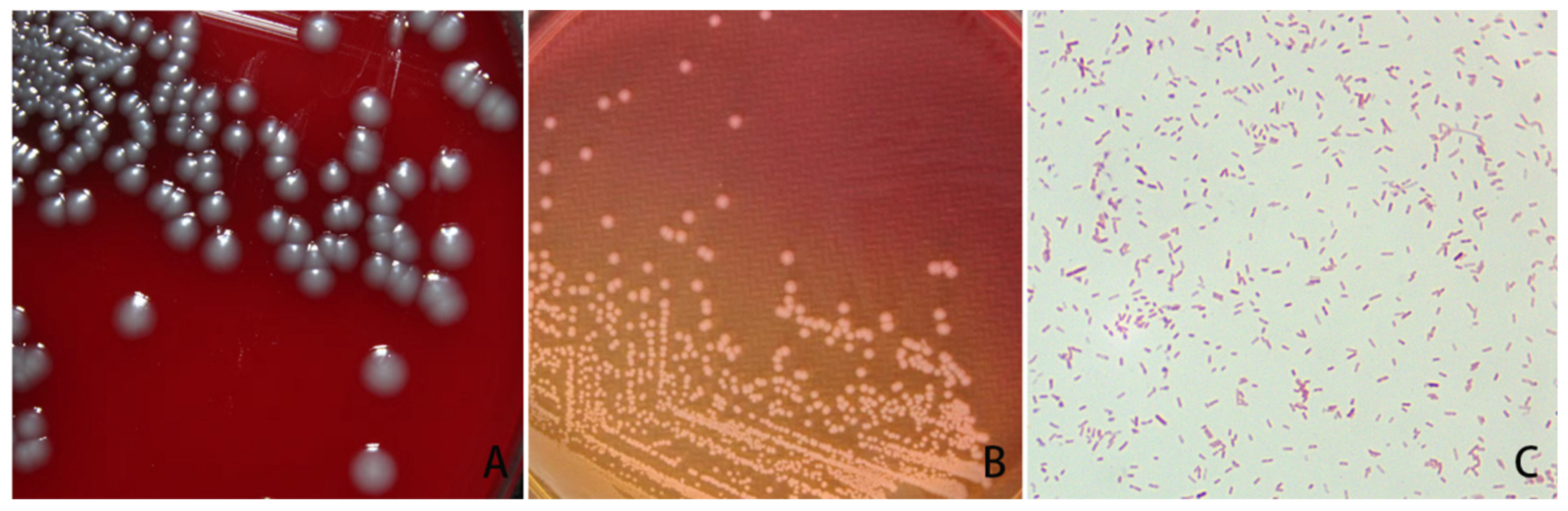 Vetsci 11 00223 g001