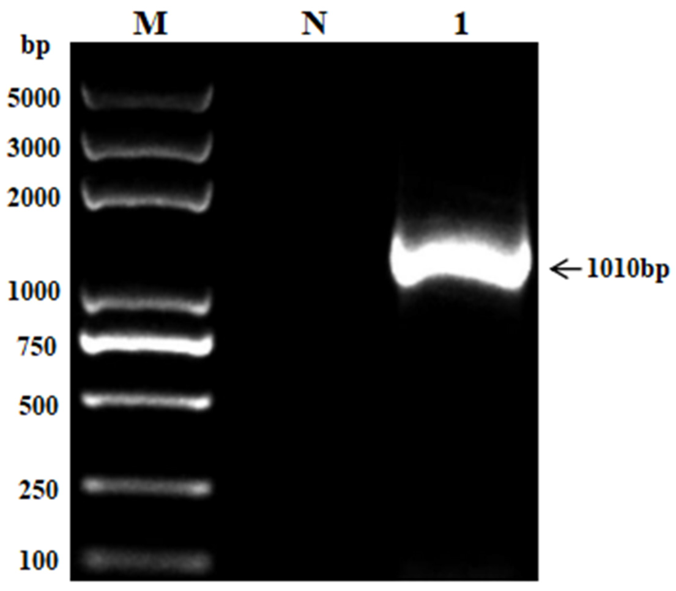 Vetsci 11 00223 g002