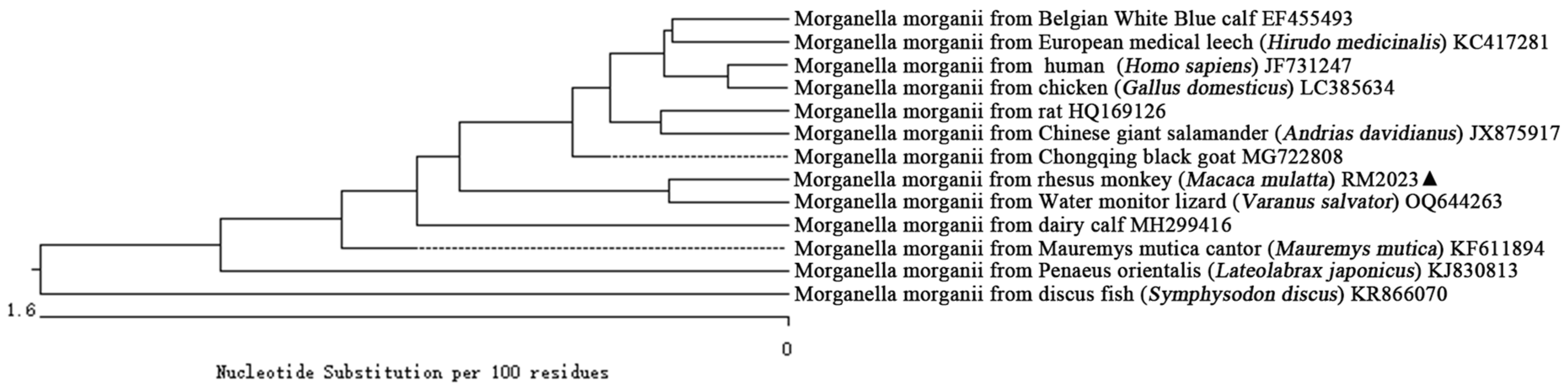 Vetsci 11 00223 g004