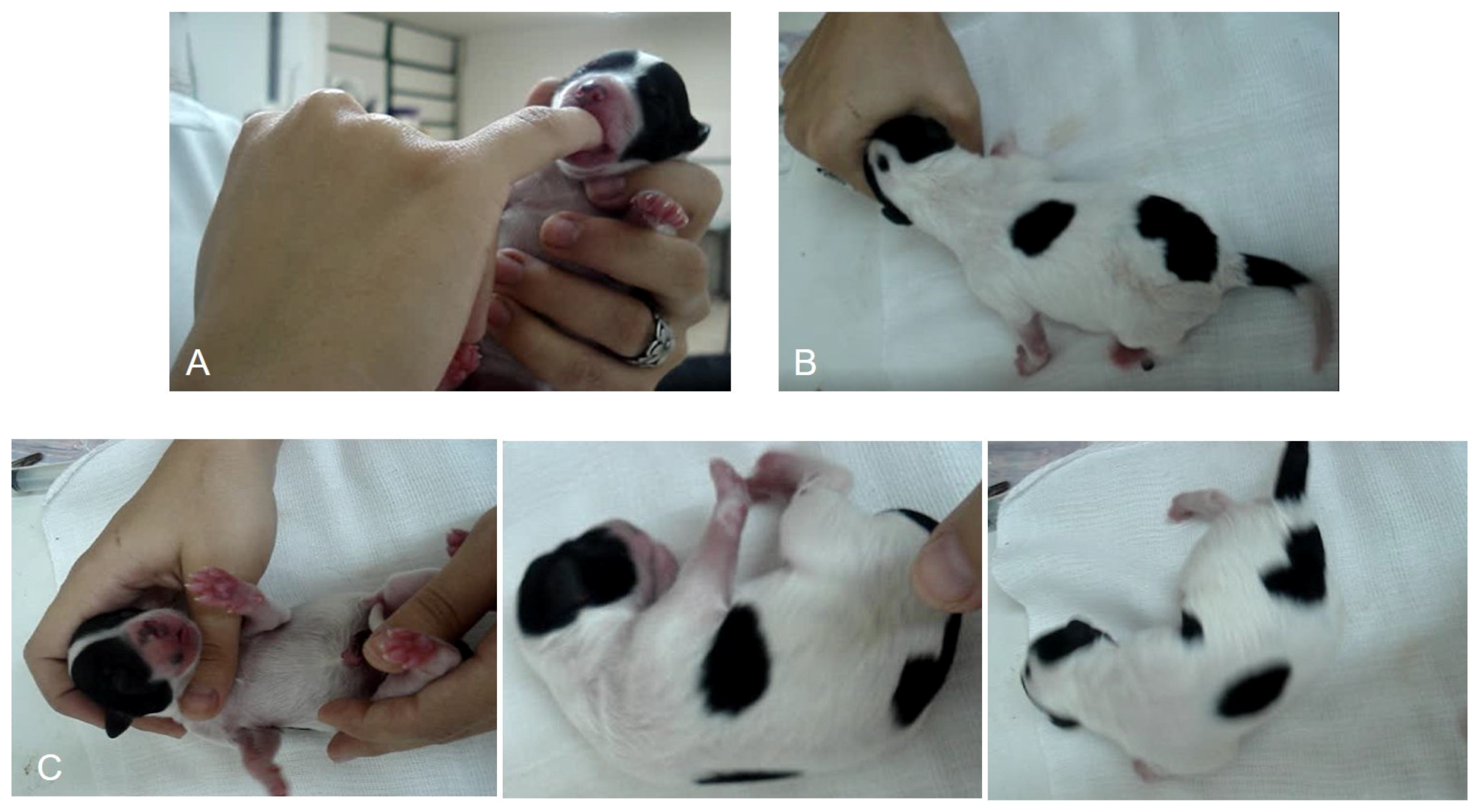 Vetsci 11 00225 g001