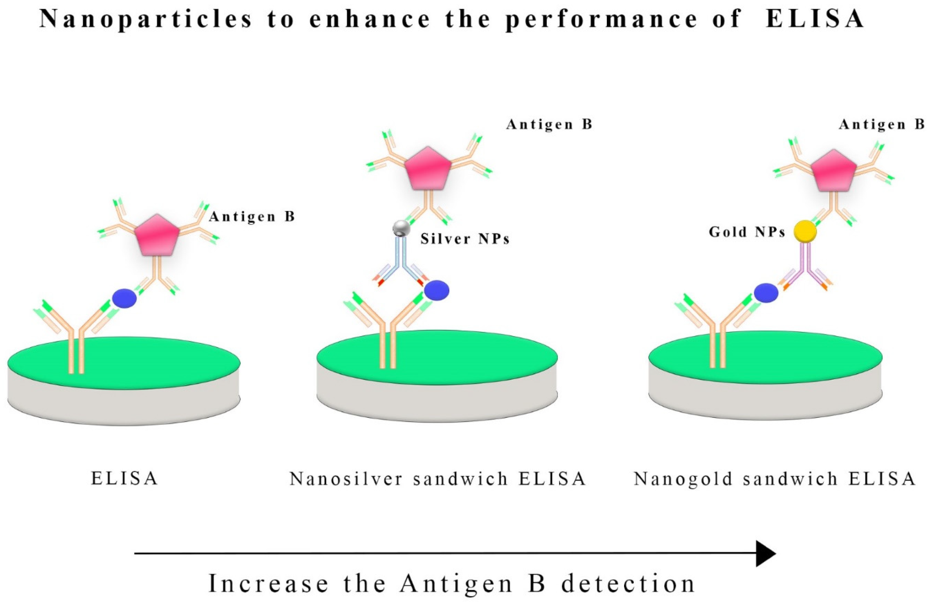 Vetsci 11 00227 g004